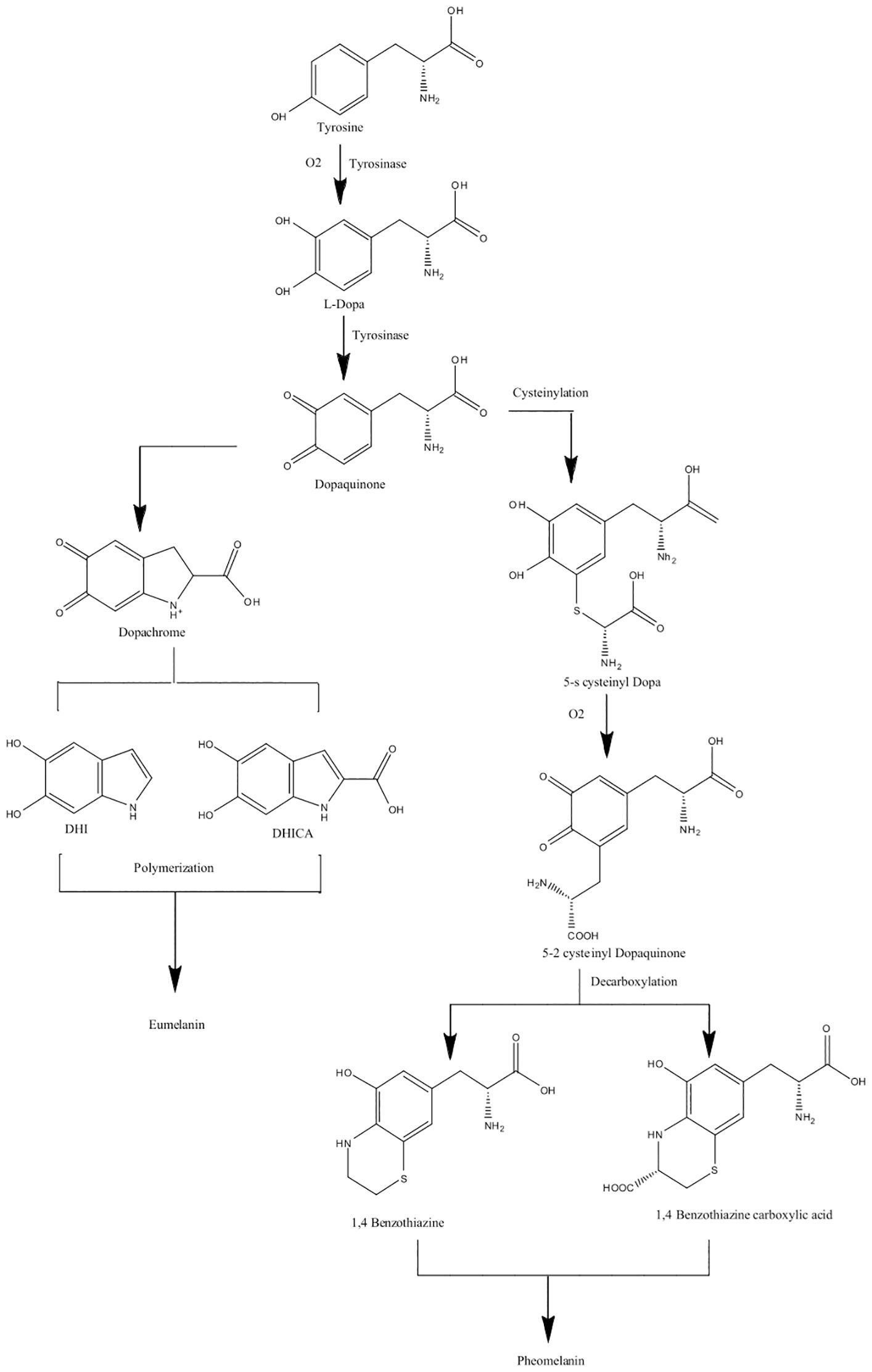 Chemical pathway diagram showing the biosynthesis of melanin. Tyrosine is converted to L-DOPA and then to dopamine. Further reactions form dopachrome, 5,6-dihydroxyindole, and eventually melanin. Additionally, DOPA is converted through intermediates to produce phaeomelanin, involving 3,4-dihydroxyphenylalanine and L-tyrosine derivatives. Arrows indicate enzymatic reactions.