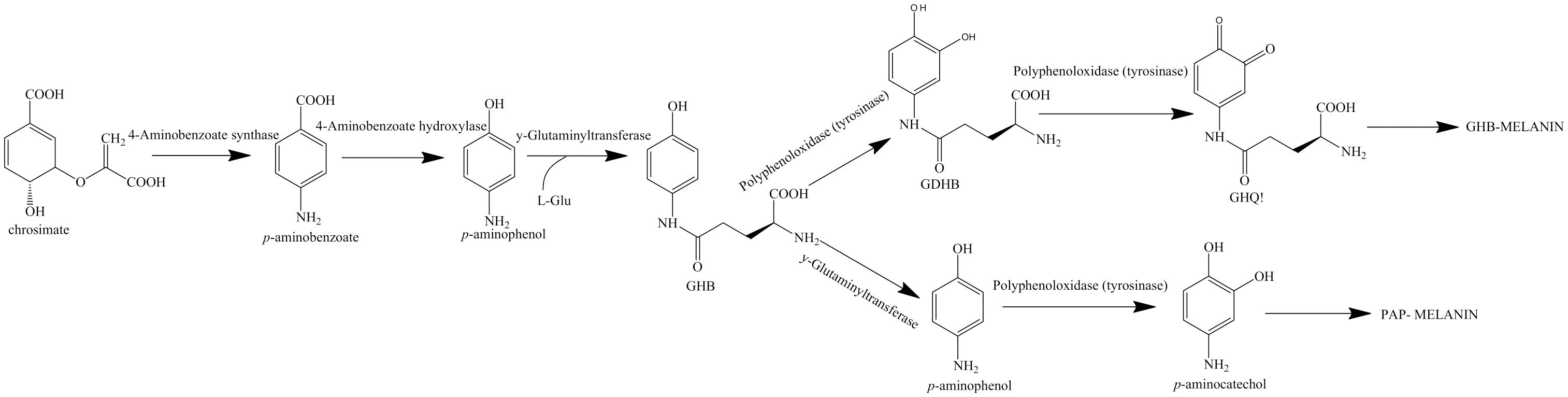 Chemical pathway diagram illustrating the synthesis of melanin. It starts with chorismate and proceeds through several intermediates including para-aminobenzoic acid, para-aminophenol, and others, leading to GHQ melanin and PAP melanin through polydopamine processes.