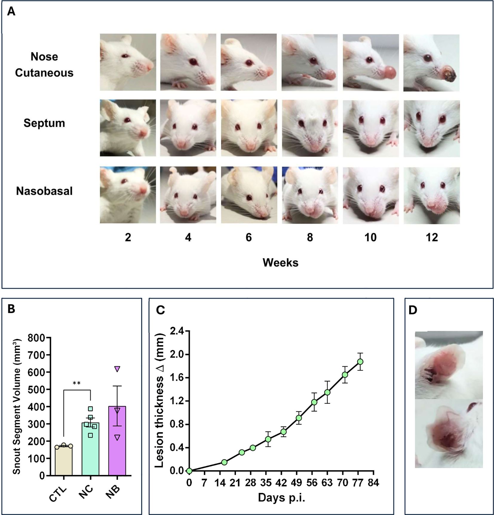 Panel A shows images of a mouse over twelve weeks, focusing on nose cutaneous, septum, and nasobasal areas. Panel B is a bar chart comparing snout segment volume across three groups: CTL, NC, and NB. Panel C is a line graph showing an increase in lesion thickness over eighty-four days. Panel D contains two close-up images of lesions on a mouse snout.