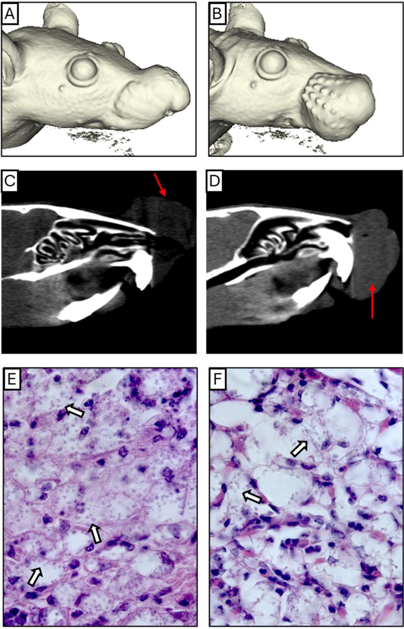 3D and CT images of a rodent's head show different views. Panel A and B are digital 3D renderings, with B showing a textured surface. Panel C and D are CT scans; C has an arrow indicating a highlighted area. Panels E and F display histological tissue samples with arrows pointing to specific cellular structures.