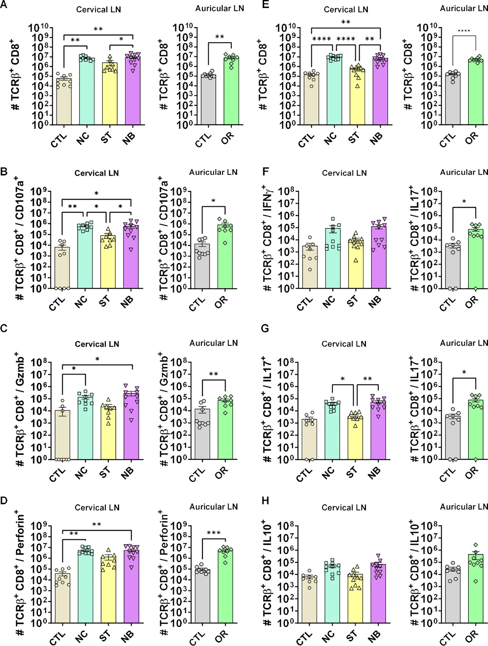 Bar graphs display various metrics related to TCRβ⁺ CD8⁺ cells in cervical and auricular lymph nodes. Data are categorized by conditions labeled CTL, NC, ST, NB, and OR. Significant statistical differences are indicated with asterisks. Metrics include CD107a, GzmB, Perforin, IFNγ, IL17, and IL10. Each panel has separate graphs for cervical (left) and auricular (right) lymph nodes, highlighting differences and statistical significance across different conditions, denoted by brackets and asterisks.