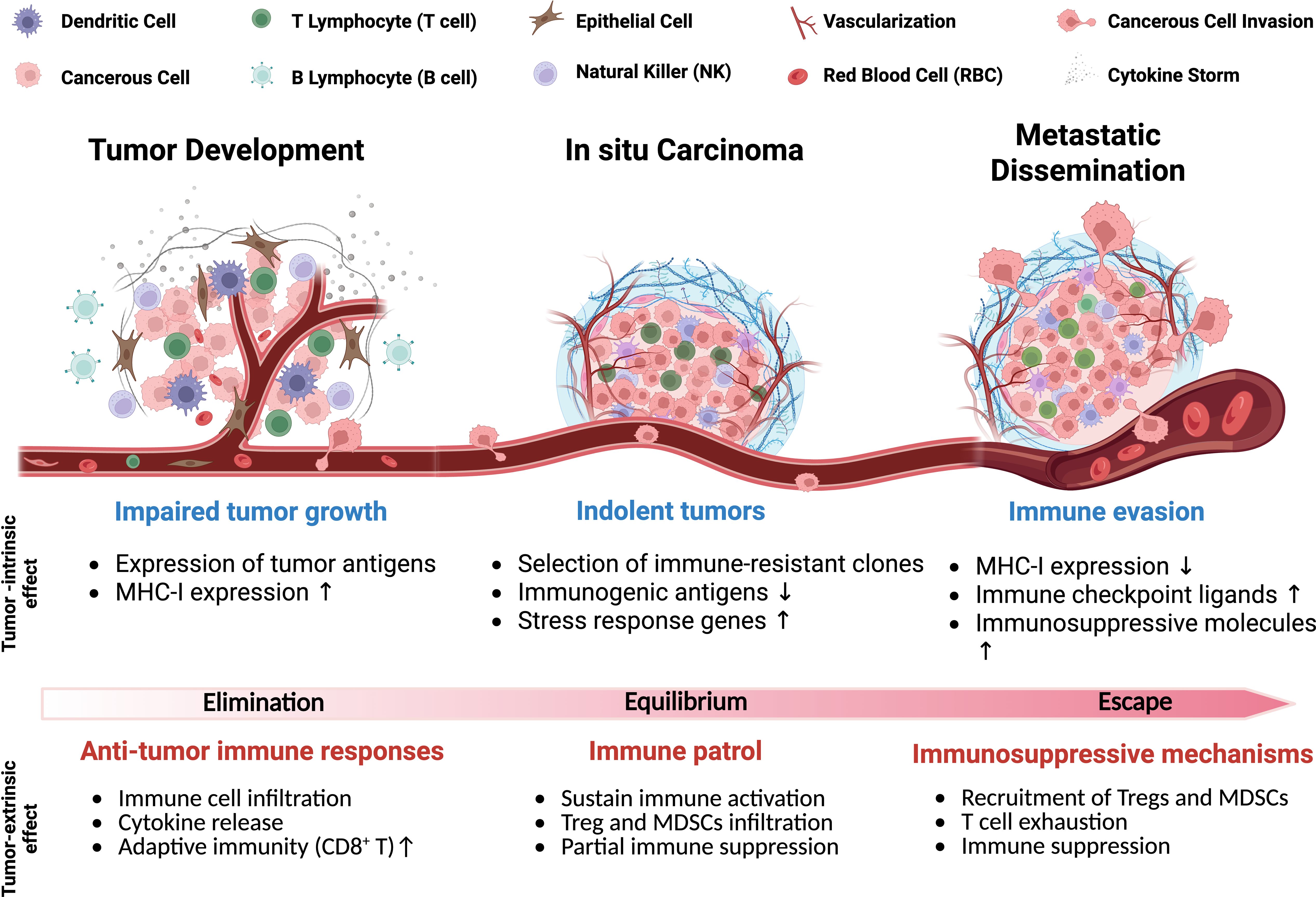 Diagram of tumor progression illustrating three stages: Tumor Development, In situ Carcinoma, and Metastatic Dissemination. Each stage shows different immune system interactions and cellular changes. Tumor-intrinsic effects include impaired tumor growth, indolent tumors, and immune evasion, with markers like tumor antigens, immune-resistant clones, and immunosuppressive ligands. Tumor-extrinsic effects are elimination, equilibrium, and escape, highlighting anti-tumor responses, immune patrol, and immunosuppressive mechanisms. Key cells and processes are depicted visually above and summarized below each stage.