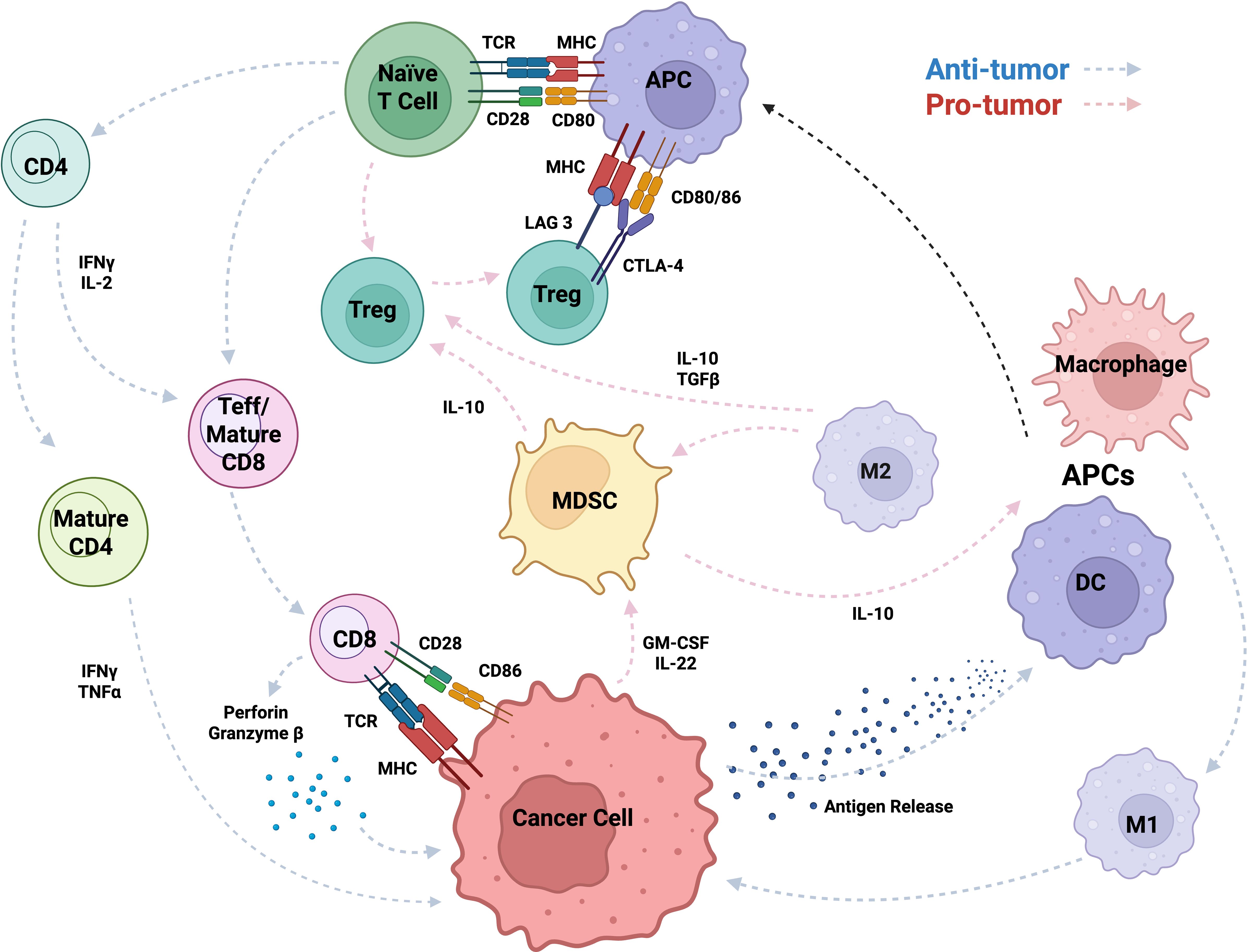 Diagram illustrating interactions in the immune system, showing T cells, APCs, macrophages, MDSCs, and cancer cells. Arrows depict anti-tumor (blue) and pro-tumor (red) pathways, with various cytokines like IL-10 and IFNγ labeled. Cells and interactions are interconnected, highlighting complex immune responses.