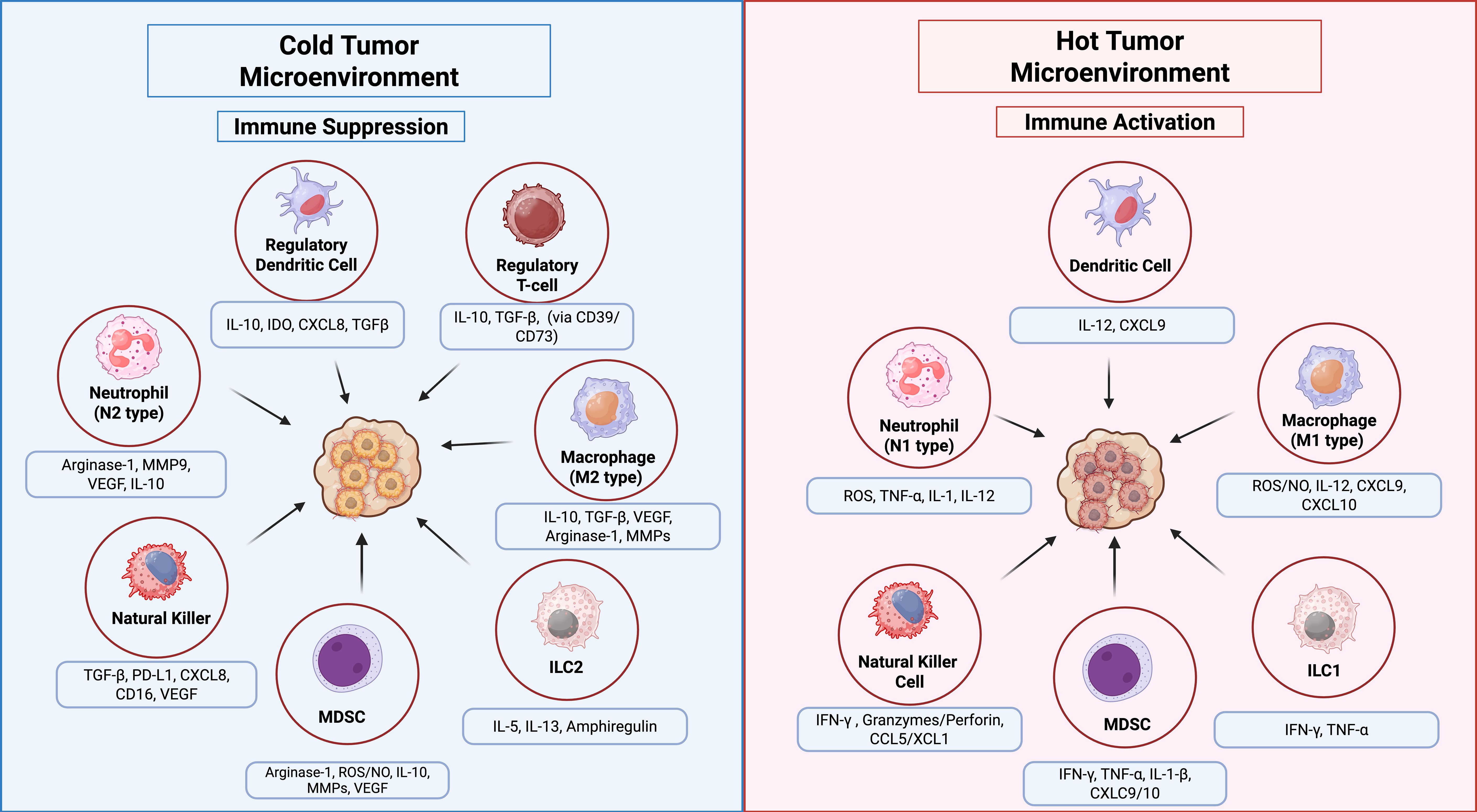 Diagram comparing cold and hot tumor microenvironments. The cold tumor microenvironment (left) involves immune suppression with regulatory dendritic cells, regulatory T-cells, macrophages (M2 type), neutrophils (N2 type), natural killers, myeloid-derived suppressor cells (MDSC), and ILC2 cells. It includes factors like IL-10, IDO, CXCL8, and TGF-β. The hot tumor microenvironment (right) features immune activation with dendritic cells, macrophages (M1 type), neutrophils (N1 type), natural killers, MDSC, and ILC1 cells, involving factors such as IL-12, CXCL9, ROS, TNF-α, and IFN-γ. Arrows point from cells to a central tumor.