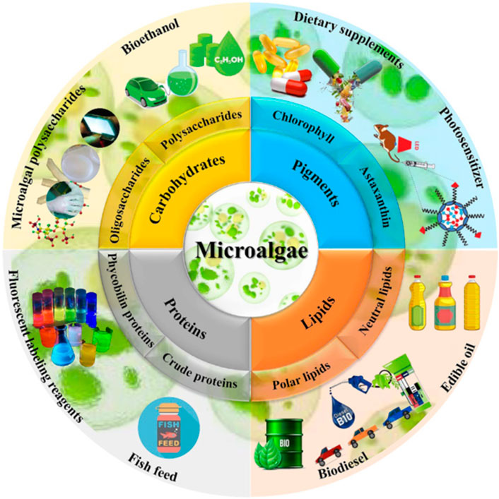 Diagram showing the potential uses of microalgae, divided into four sections: carbohydrates, proteins, pigments, and lipids. Carbohydrates lead to bioethanol and polysaccharides. Proteins include crude proteins and phycobilin proteins, used for fish feed and fluorescent labeling. Pigments like chlorophyll and astaxanthin are for dietary supplements and photosensitizers. Lipids are divided into polar and neutral, used for biodiesel and edible oil.