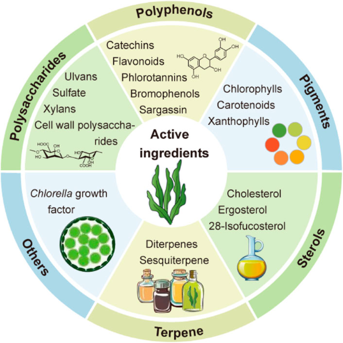 Diagram illustrating active ingredients in six categories: Polyphenols (catechins, flavonoids, etc.), Pigments (chlorophylls, carotenoids), Sterols (cholesterol, ergosterol), Terpene (diterpenes, sesquiterpene), Others (Chlorella growth factor), and Polysaccharides (ulvans, sulfates). Central image of seaweed.