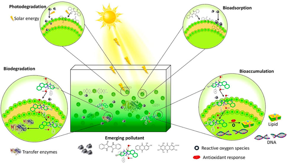 Diagram illustrating the fate of emerging pollutants in water, highlighting four processes: photodegradation powered by solar energy, biodegradation via transfer enzymes, bioadsorption, and bioaccumulation. Insets detail molecular interactions, with pollutants affecting lipids and DNA. Symbols denote reactive oxygen species and antioxidant responses.
