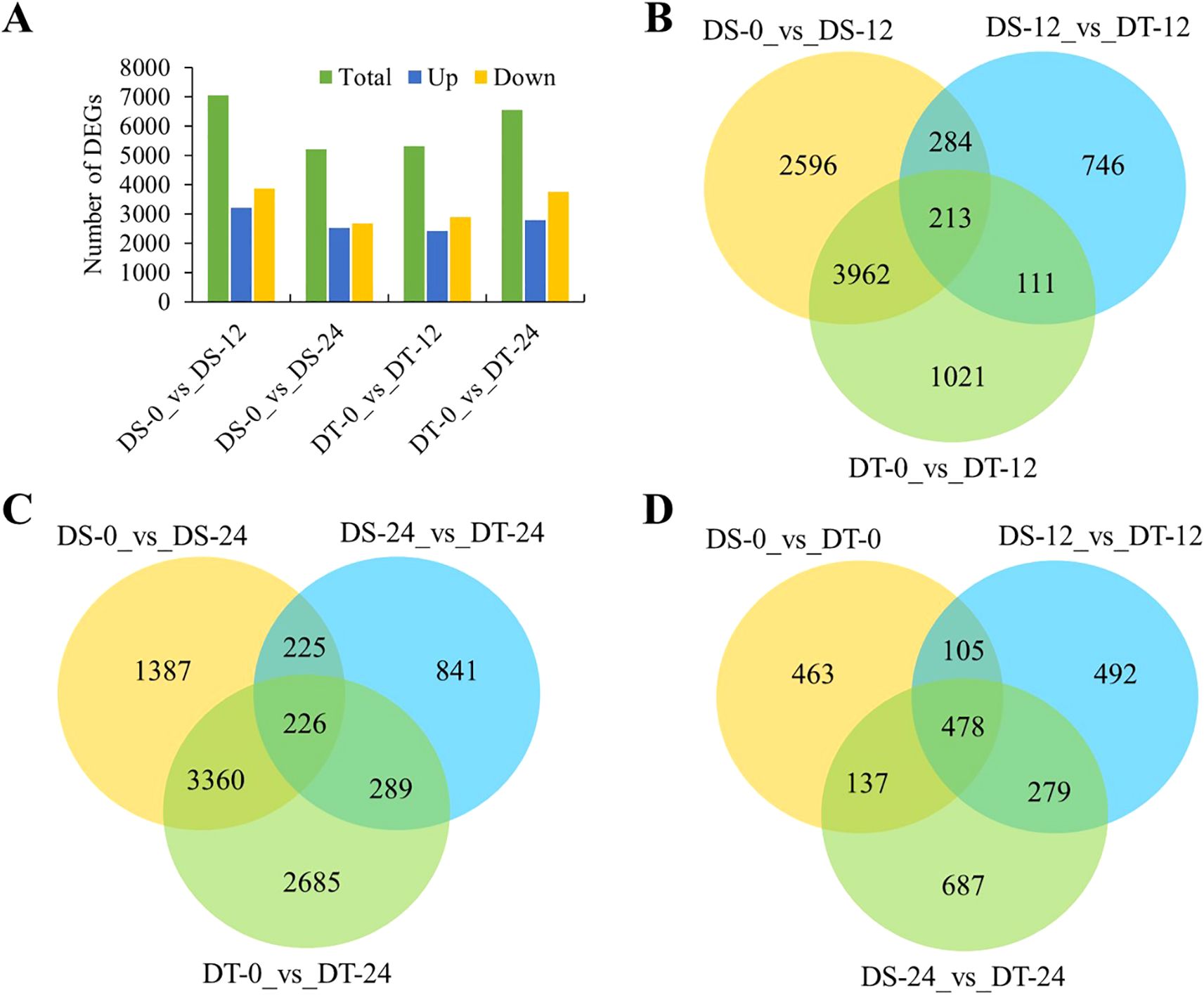 Bar chart and three Venn diagrams. A: Bar chart showing the number of differentially expressed genes (DEGs) for conditions DS-0 vs DS-12, DS-0 vs DS-24, DT-0 vs DT-12, and DT-0 vs DT-24, categorized as upregulated, downregulated, and total DEGs. B: Venn diagram comparing DEGs for DS-0 vs DS-12, DT-0 vs DT-12, and DS-12 vs DT-12. C: Venn diagram comparing DEGs for DS-0 vs DS-24, DT-0 vs DT-24, and DS-24 vs DT-24. D: Venn diagram comparing DEGs for DS-0 vs DT-0, DS-12 vs DT-12, and DS-24 vs DT-24.