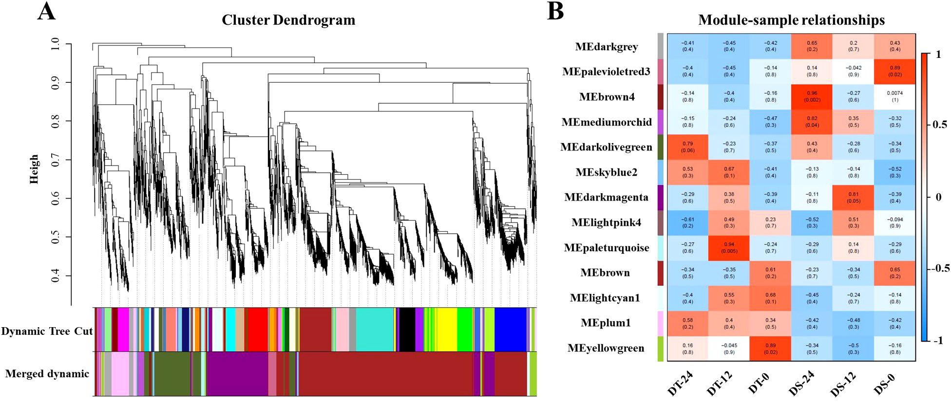 Panel A shows a cluster dendrogram with hierarchical clustering, including color-coded dynamic tree cuts and merged dynamics. Panel B is a heatmap of module-sample relationships with color gradients indicating correlation values, ranging from -1 in blue to 1 in red. Modules are labeled with color names.