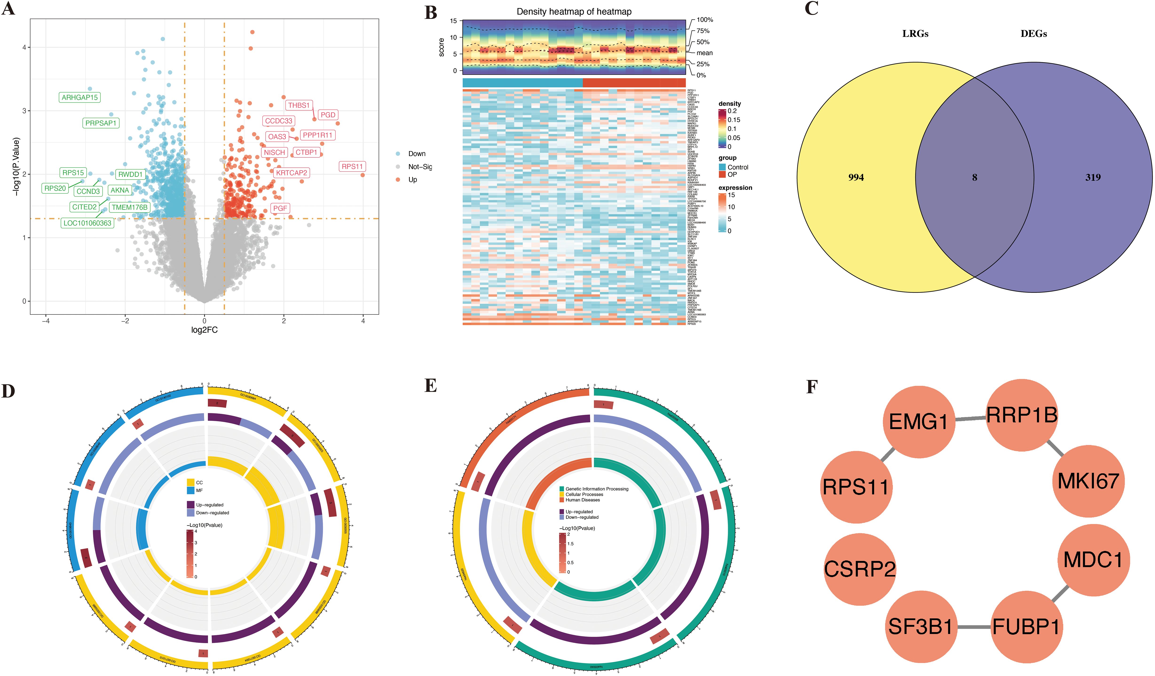 Panel A shows a volcano plot with genes labeled as upregulated, downregulated, or not significant. Panel B is a density heatmap with gene expression data for control and OP groups. Panel C displays a Venn diagram comparing LRGs and DEGs, highlighting an overlap of eight genes. Panels D and E present circular plots analyzing gene functions and categories with upregulated and downregulated expressions. Panel F features a network diagram of interconnected genes represented by orange circles.
