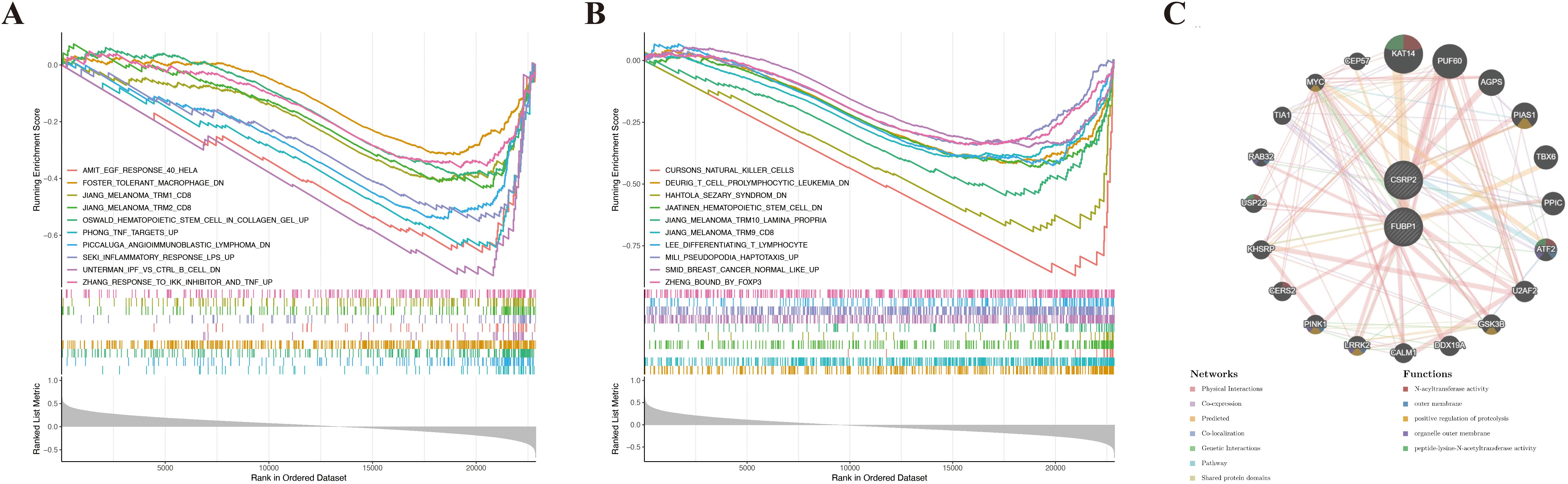 Graphs A and B show running enrichment scores with various gene sets plotted over a ranked dataset. Each colored line represents a different gene set, displaying trends across the dataset ranks. Graph C is a network diagram connecting nodes labeled with gene markers. Connections indicate interactions, with lines colored to represent network types such as physical interactions and co-expression. Functional elements are also depicted, like acetyltransferase activity and regulation of proteolysis, as shown in the legend.