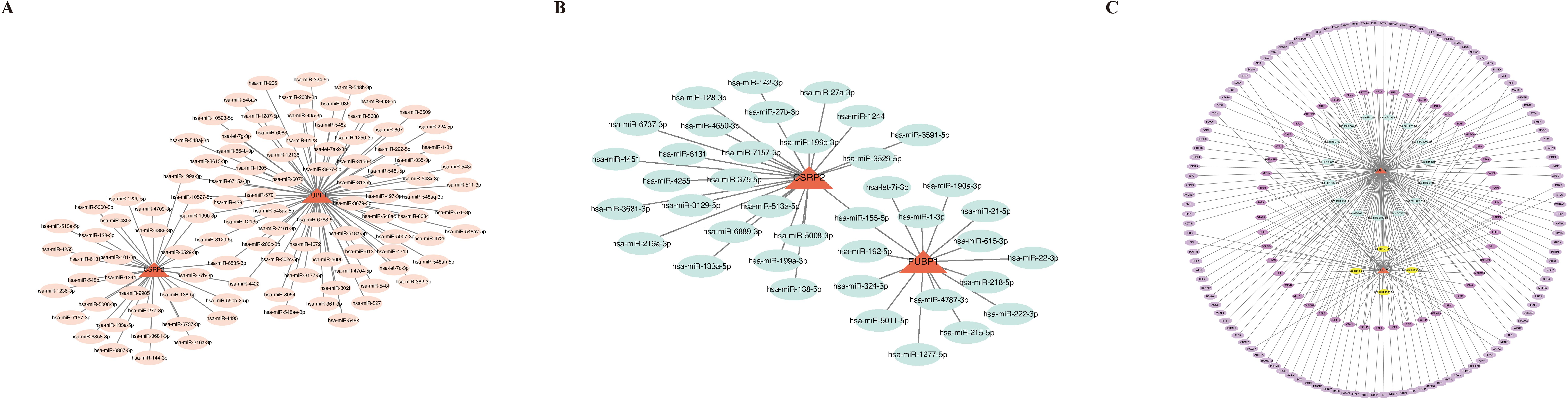 Three distinct network diagrams labeled A, B, and C. Diagram A shows connections between two central nodes, CSRP2 and FUBP1, and numerous peripheral nodes shaded in orange.