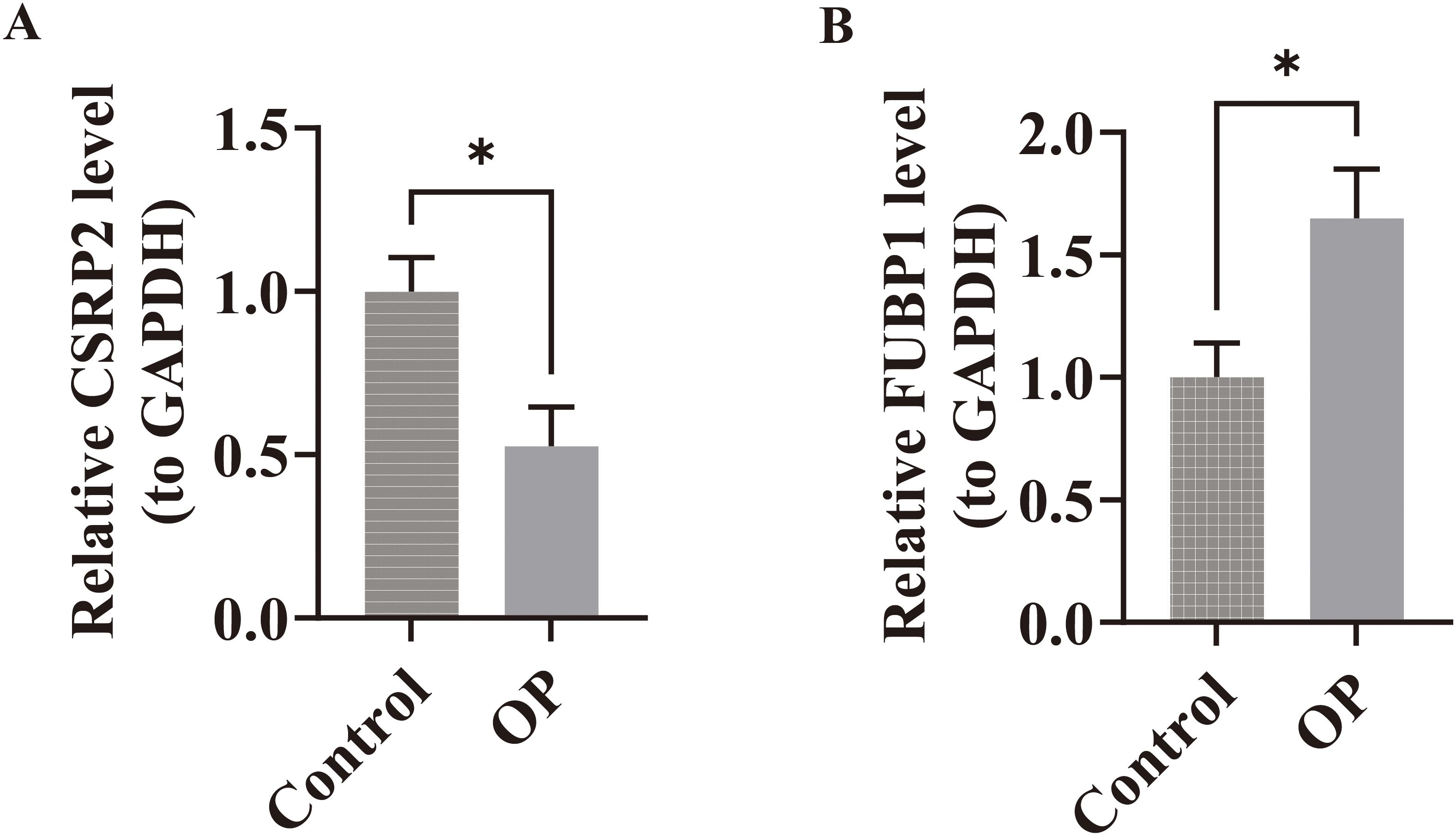 Bar graphs comparing relative expression levels to GAPDH. Graph A shows CSRP2 levels higher in control than OP. Graph B shows FUBP1 levels higher in OP than control. Both differences are statistically significant, indicated by an asterisk.