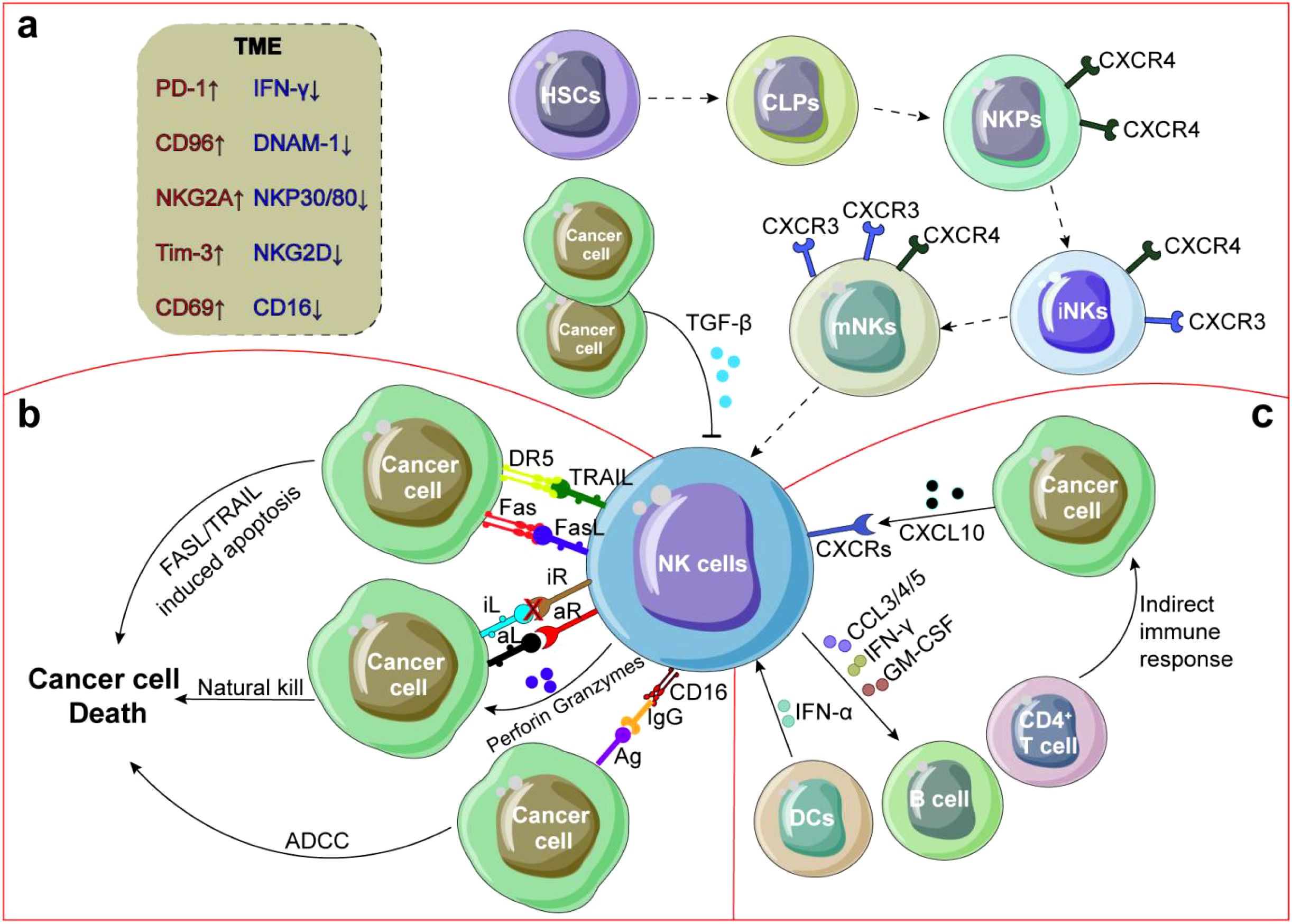 Diagram illustrating the interactions of NK cells with cancer cells, showing pathways and mechanisms. Part (a) displays alterations in TME markers. Part (b) details cancer cell death pathways including FASL/TRAIL-induced apoptosis and ADCC. Part (c) shows indirect immune responses via cytokines affecting cancer cells and other immune cells like CD4+ T cells and B cells. The flow of interactions is depicted with arrows and labels, highlighting the complexity of immune responses against cancer. Various cell types such as HSCs, CLPs, and NKPs are shown, each labeled with their specific markers.