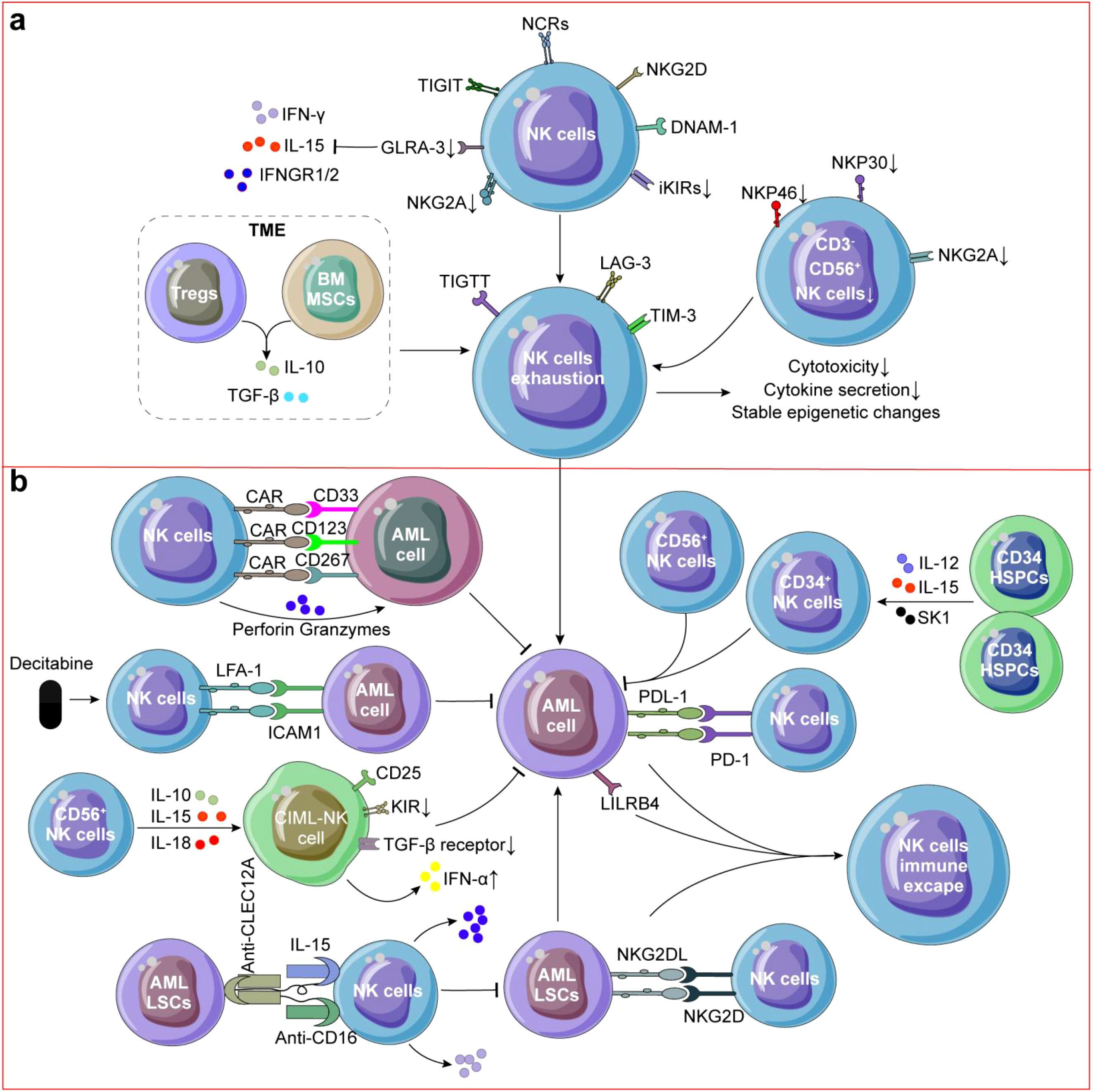 Diagram illustrating interactions of natural killer (NK) cells with other components. Panel (a) shows NK cell exhaustion influenced by the tumor microenvironment, involving Tregs and BM MSCs, leading to decreased cytotoxicity and cytokine secretion. Panel (b) depicts NK cell interactions with acute myeloid leukemia (AML) cells, showing mechanisms like CAR activation, immune escape, and the effects of drugs like Decitabine. Labels such as IL-12, IL-15, and specific cell markers (e.g., CD34, CD123) indicate points of interaction and influence.
