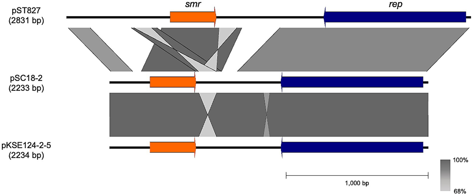 Diagram showing genomic comparison of three plasmids: pST827, pSC18-2, and pKSE124-2-5, with sizes 2831 bp, 2233 bp, and 2234 bp respectively. Identified genes include smr (orange) and rep (blue). Shaded areas indicate sequence similarity ranging from 68% to 100%. A scale bar measures 1000 base pairs.