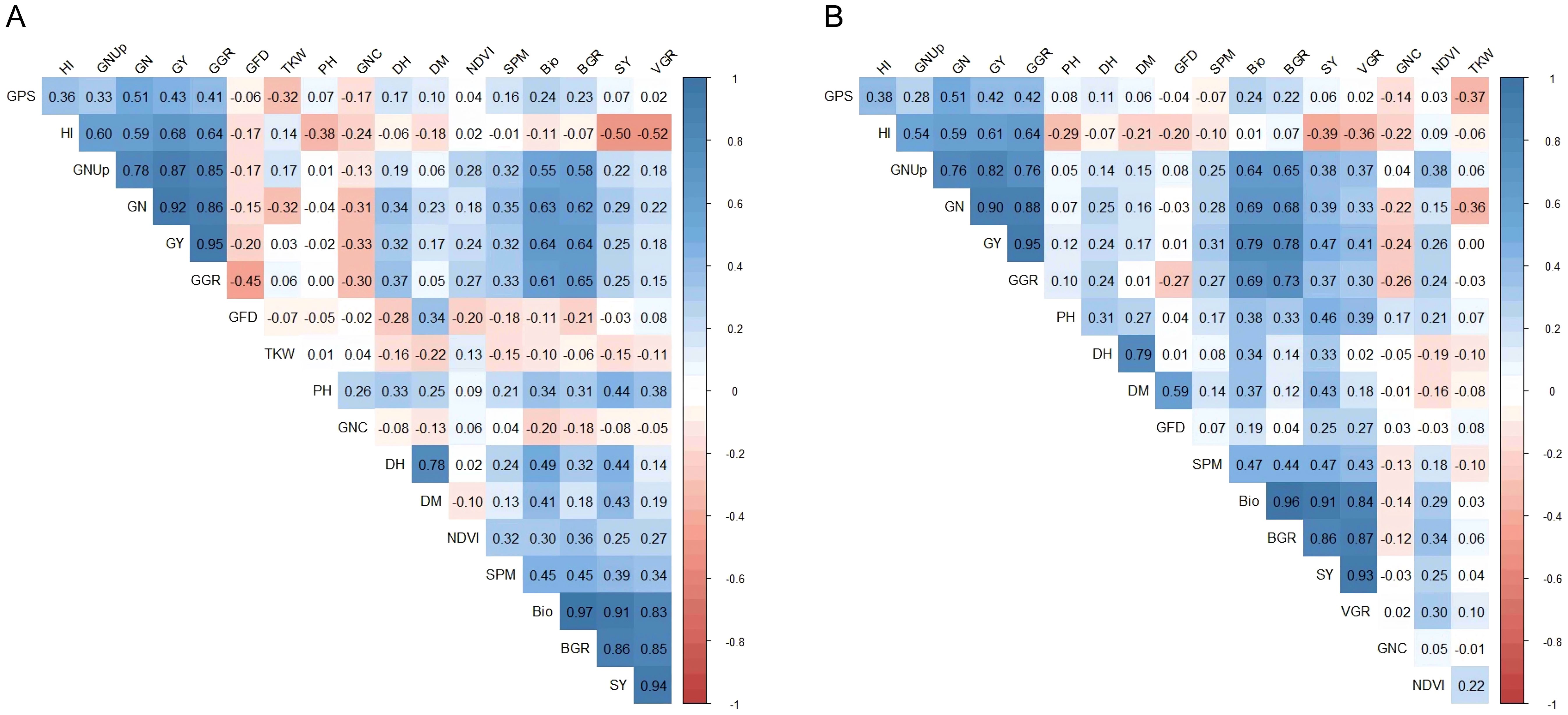 Two triangular correlation matrices, labeled A and B, display color-coded data ranging from -1 to 1. Each matrix shows the correlation between various labeled traits, such as GPS, HI, and GY, with blue indicating positive correlations and red indicating negative correlations. A color gradient legend is shown on the side, representing the correlation scale.