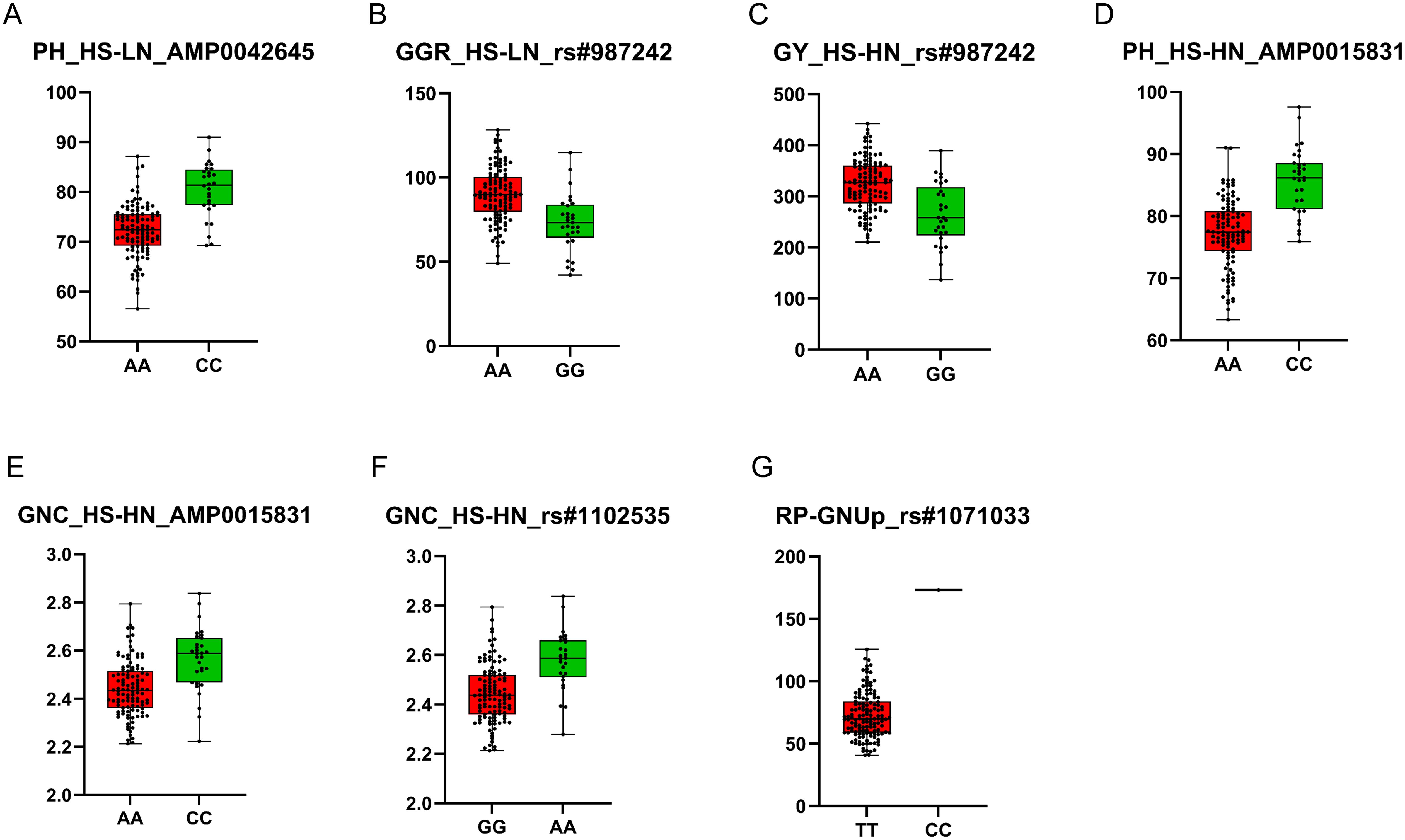 Seven box plots labeled A to G compare two groups with different alleles. Each plot shows the data points, median lines, and variability with categories AA, CC, GG, or TT. Panels A and D compare AA and CC, B and C compare AA and GG, E and F compare GG and AA or AA and CC; and G compares TT and CC. Data ranges vary per plot.