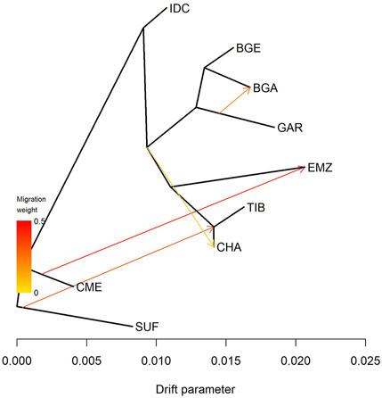 Phylogenetic network diagram showing genetic relationships among populations labeled IDC, BGE, BGA, GAR, EMZ, TIB, CHA, CME, and SUF. Arrows represent migration paths with varying weights indicated by a gradient from yellow to red. The x-axis denotes the drift parameter, ranging from zero to 0.025.