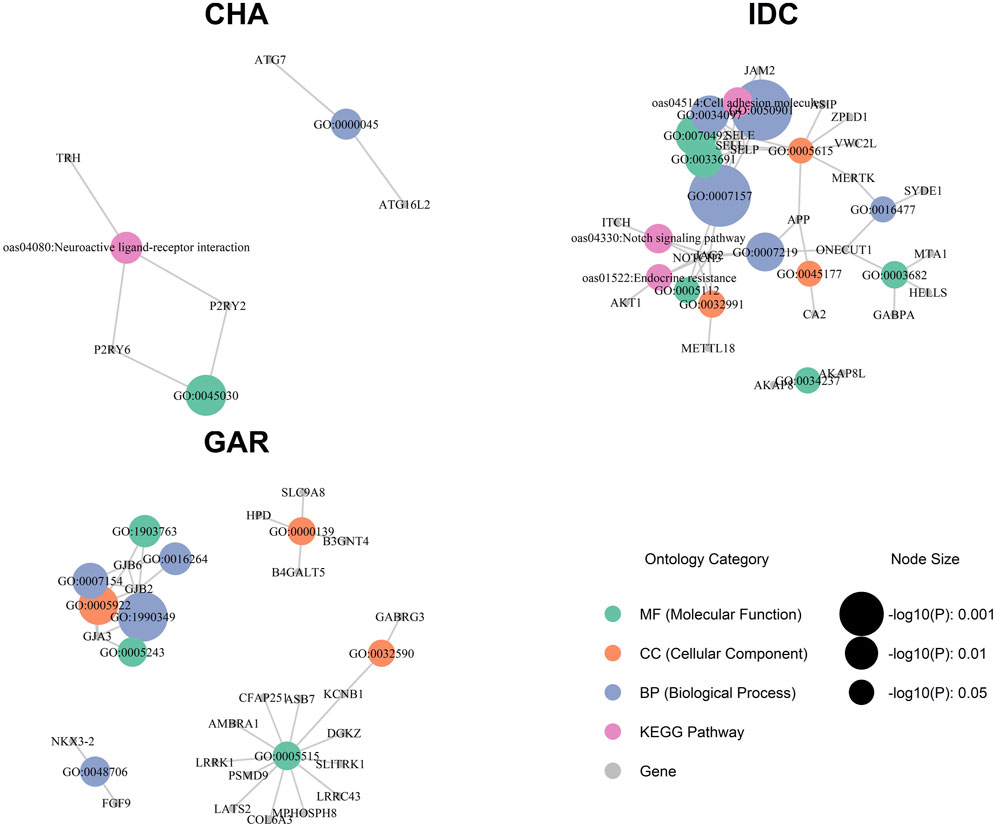 Network diagram showing three clusters: CHA, IDC, and GAR. Nodes represent genes, pathways, and gene ontology terms, colored by ontology category: Molecular Function (green), Cellular Component (blue), Biological Process (orange), KEGG Pathway (pink), and genes (gray). Node size varies by statistical significance, with larger nodes indicating lower p-values.