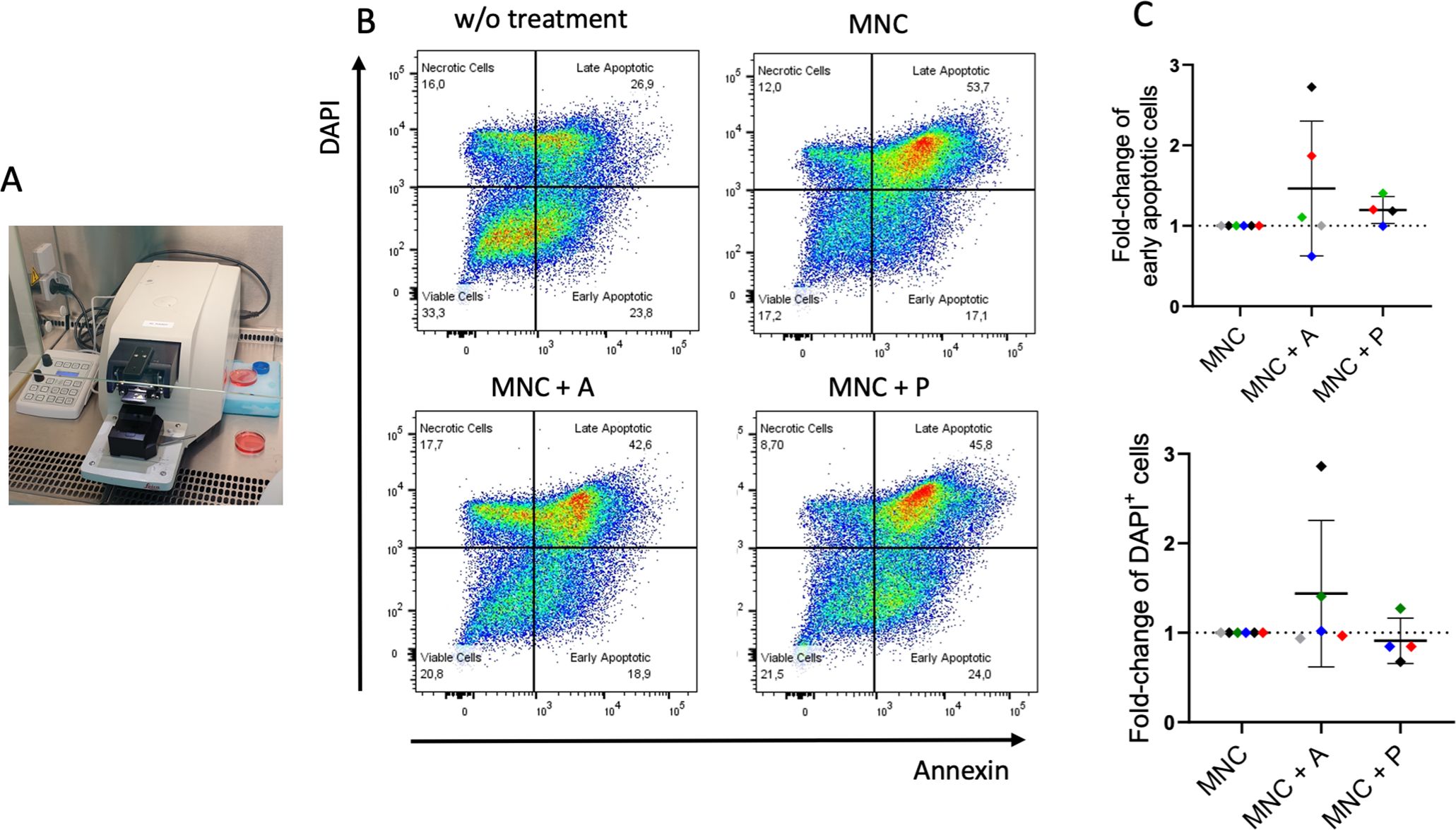 Diagram with three sections. A: Laboratory setup with a machine, control panel, and petri dishes. B: Flow cytometry plots displaying cell apoptosis in four treatments—no treatment, MNC, MNC+A, MNC+P—showing different levels of necrotic, viable, late, and early apoptotic cells. C: Graphs showing fold-change of early apoptotic and DAPI positive cells under different treatments: MNC, MNC+A, MNC+P, with data points and error bars.