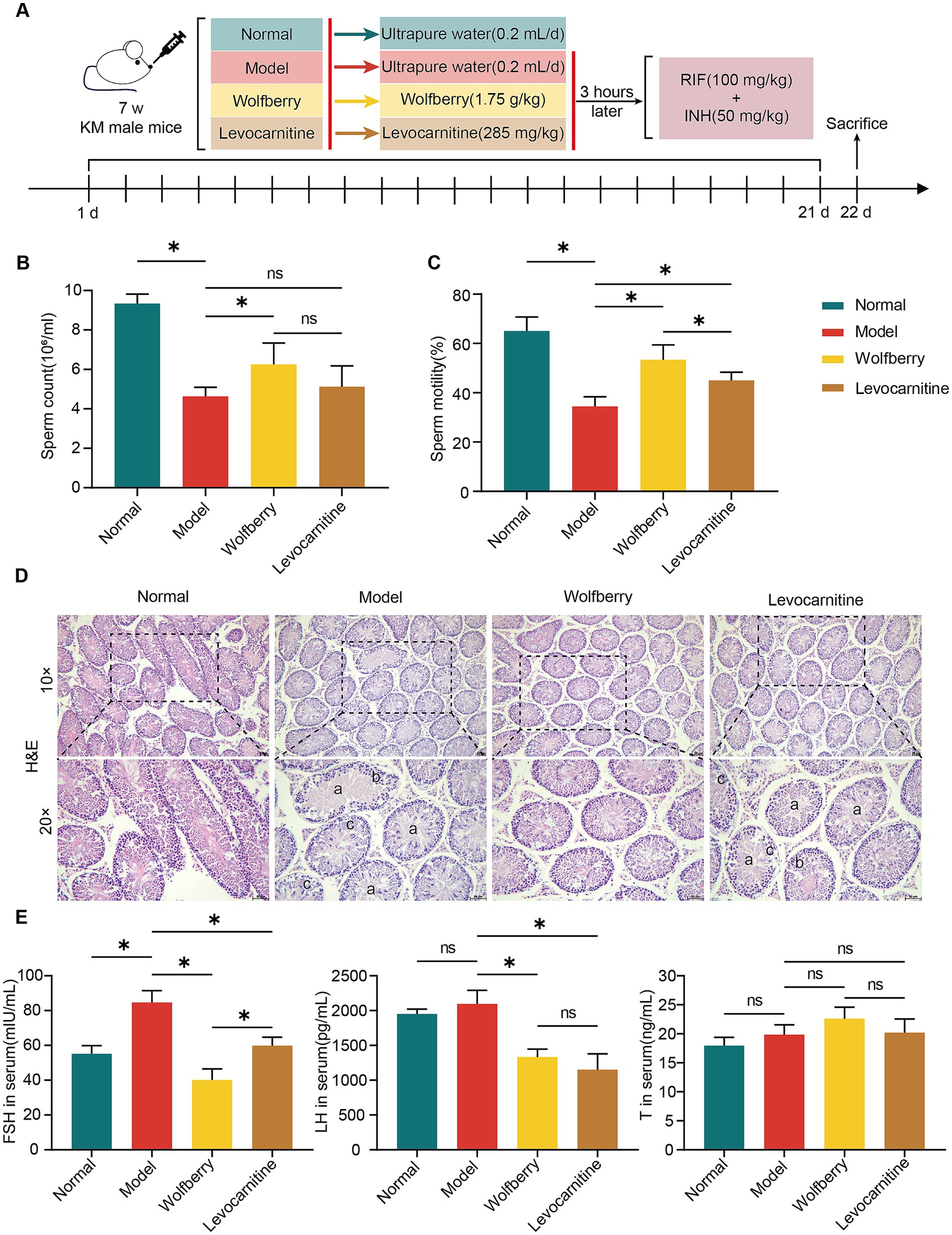A scientific study design diagram shows four groups of KM male mice: Normal, Model, Wolfberry, and Levocarnitine, with respective treatments. Graph B presents sperm count data, showing higher counts in the Normal and Wolfberry groups. Graph C illustrates sperm motility, with similar trends. Section D displays histological images of testes from each group, labeled 10x and 20x H&E-stained. Graph E features hormonal levels: FSH, LH, and Testosterone, highlighting significant differences marked by asterisks. The timeline indicates experimental duration and sacrifice.