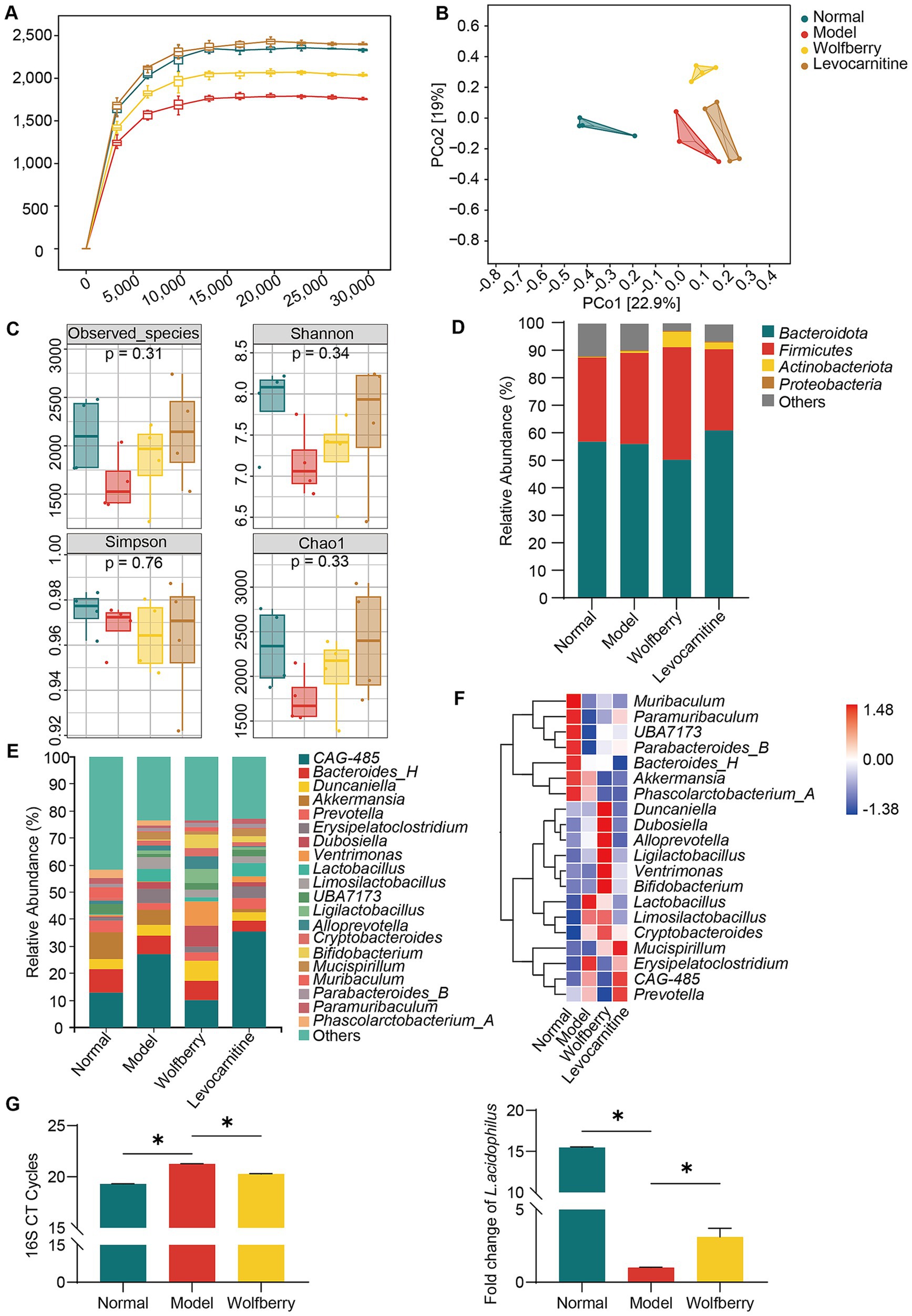 Multi-panel image showing gut microbiota data analysis across various conditions: Normal, Model, Wolfberry, and Levocarnitine. Panel A displays a rarefaction curve indicating species diversity. Panel B shows PCoA plots illustrating sample clustering. Panel C contains box plots of alpha diversity indices: Observed species, Shannon, Simpson, and Chao1. Panel D features a bar chart of relative abundance for major bacterial phyla. Panel E presents a stacked bar chart of genus-level relative abundance. Panel F provides a heatmap of specific bacterial genera abundance. Panel G compares 16S CT cycles and Lactobacillus fold changes, highlighting statistical significance.