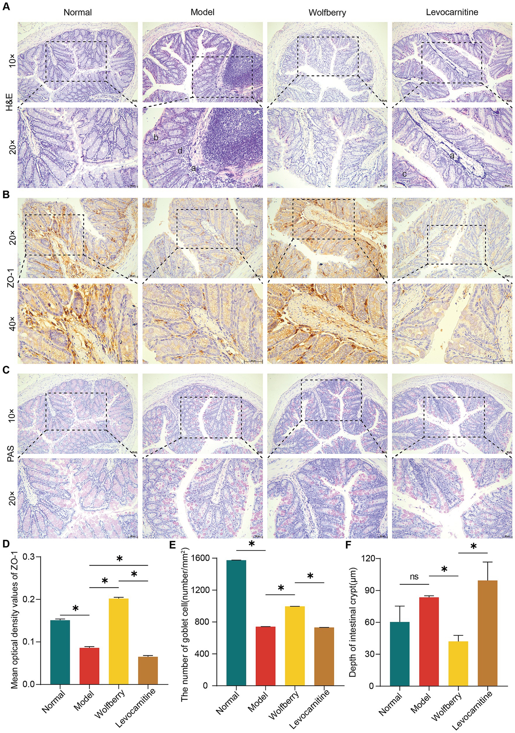 Histological comparison of intestinal samples under different conditions: Normal, Model, Wolfberry, Levocarnitine. Panels A-C show microscopic images at various magnifications (10x, 20x, 40x) with staining methods H&E, ZO-1, and PAS. Panels D-F present bar graphs comparing mean optical density of ZO-1, number of goblet cells, and depth of intestinal crypts across the sample groups. Statistical significance is indicated with asterisks.