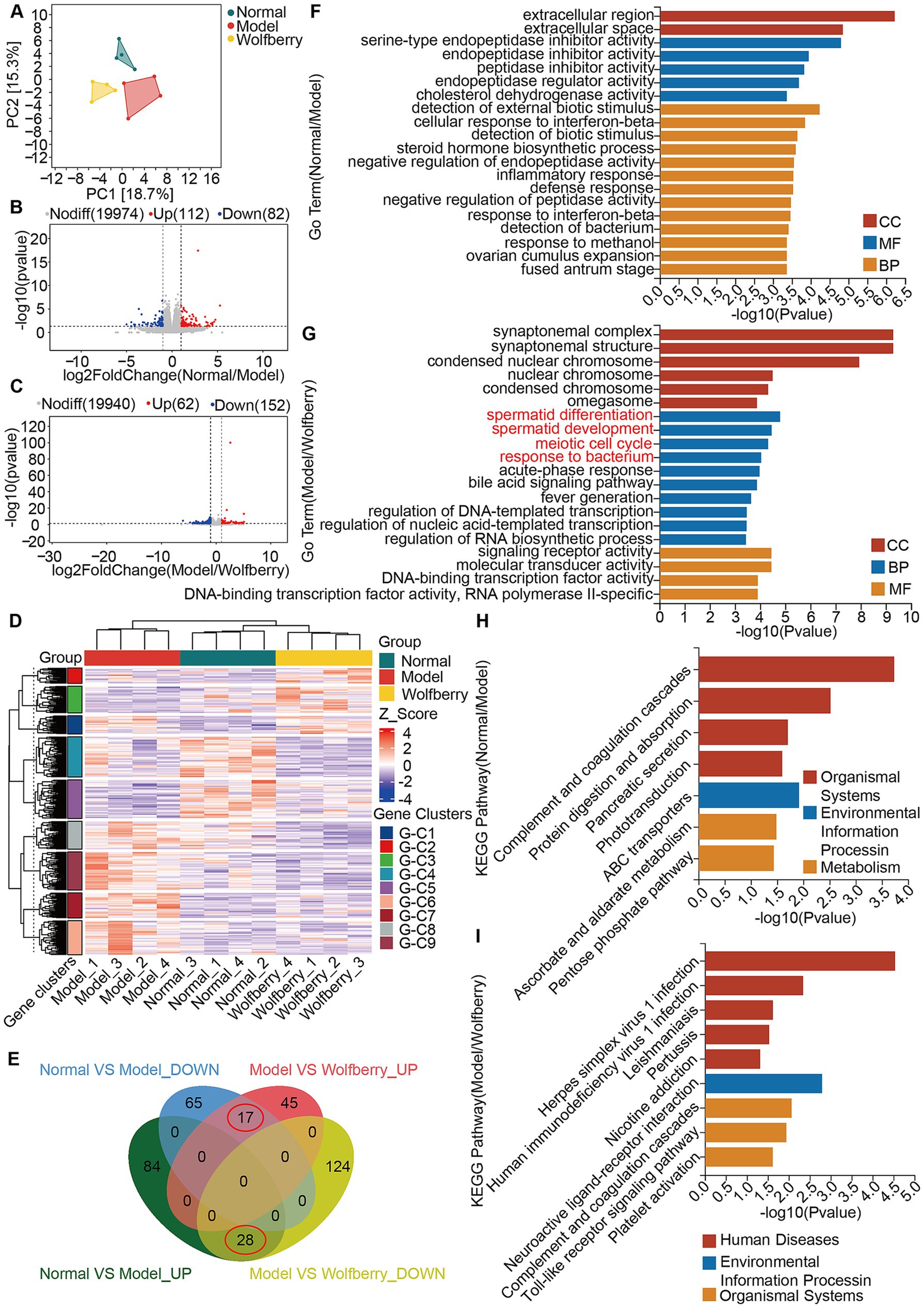 Scientific visualization showcasing gene expression analysis across normal, model, and wolfberry-treated groups. Includes PCA plots, volcano plots, heatmaps, and bar charts detailing GO terms and KEGG pathways. Panels highlight expression changes, gene clusters, and enrichment analysis results, identifying distinct biological processes, cellular components, and molecular functions.