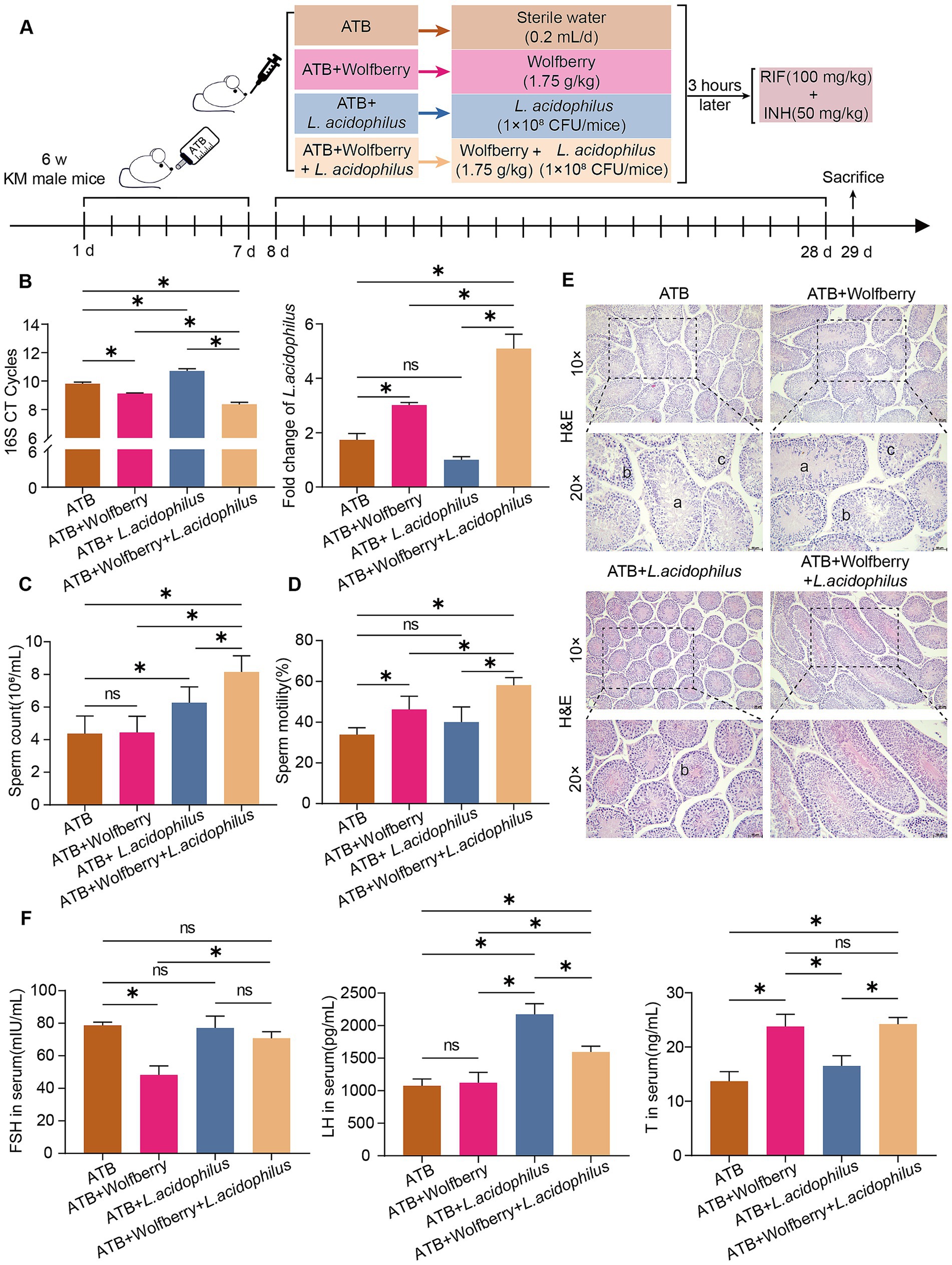 Diagram illustrating an experiment involving groups of KM male mice treated with antibiotics, wolfberry, and Lactobacillus acidophilus. Group compositions and treatments are shown in a flowchart (A). Bar graphs (B, C, D, F) display results for CT cycles, fold changes, sperm count and motility, and serum hormone levels, showing significant differences marked with asterisks. Histological images (E) show tissue sections under different treatments. The timeline indicates treatment and sacrifice days.