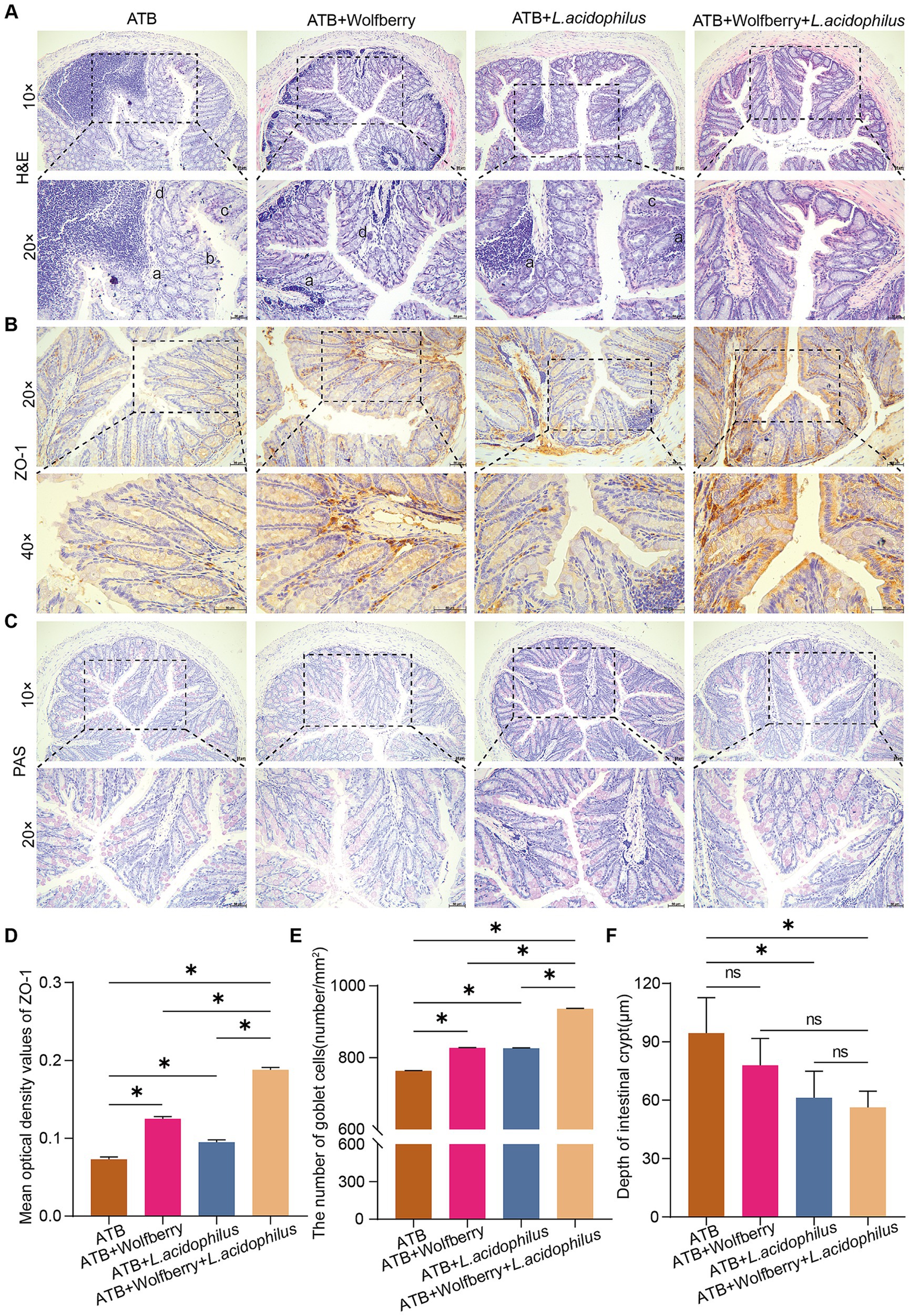 Microscopic images showcasing intestinal tissue sections under different treatments: ATB, ATB with Wolfberry, ATB with L. acidophilus, and ATB with both. Panels A-C display H&E, ZO-1, and PAS staining, respectively, at magnifications of ten times and twenty times. Graphs D, E, and F present quantitative analysis of ZO-1 optical density, goblet cell count per square millimeter, and intestinal crypt depth in micrometers, with significant differences marked by asterisks.