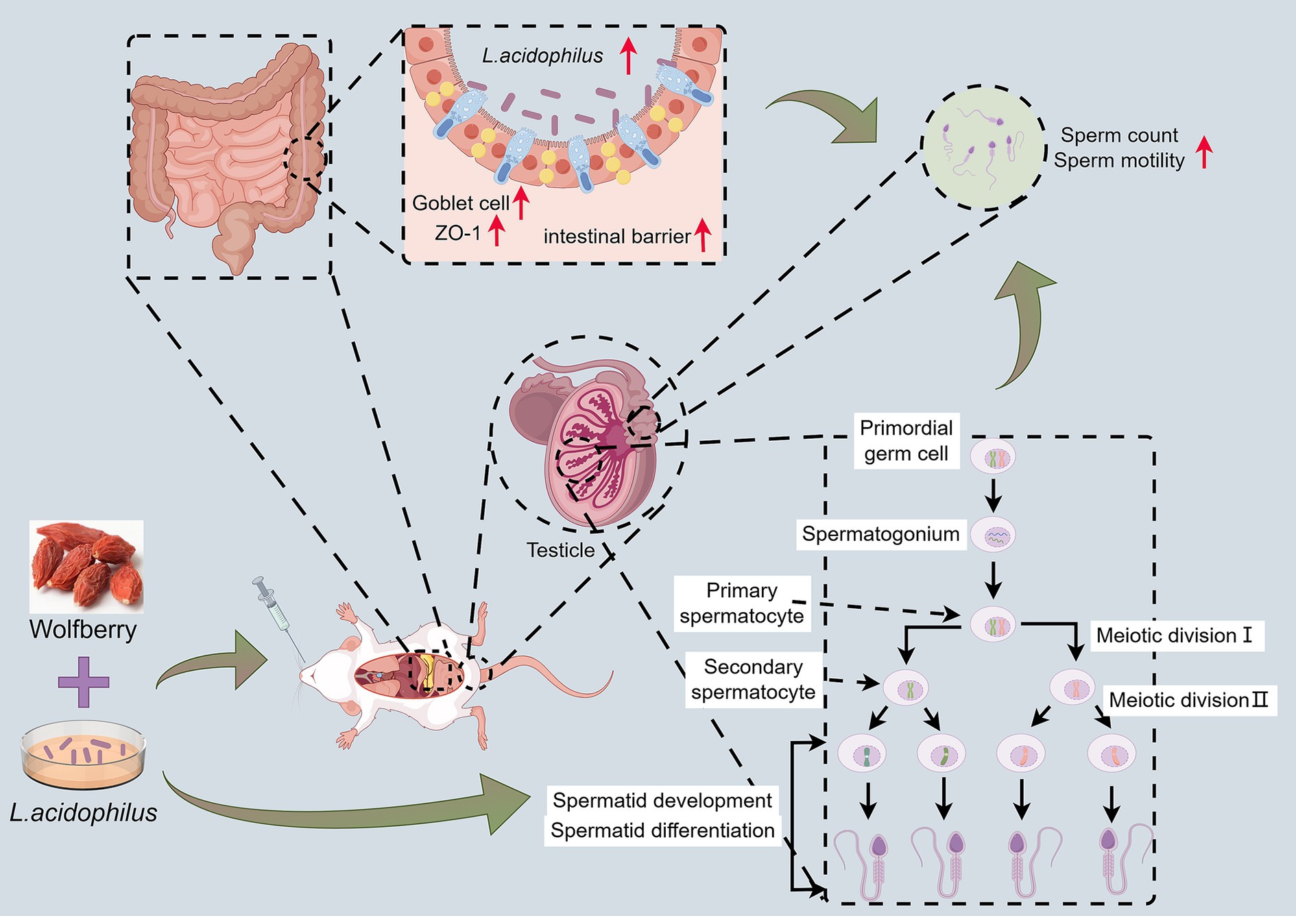 Diagram illustrating the influence of Lactobacillus acidophilus and wolfberry on sperm development in mice. It shows L. acidophilus enhancing the intestinal barrier, represented by goblet cells, leading to increased sperm count and motility. The process includes stages of spermatogenesis: primordial germ cell, spermatogonium, primary and secondary spermatocyte, and meiosis, culminating in spermatid development and differentiation in the testicle.