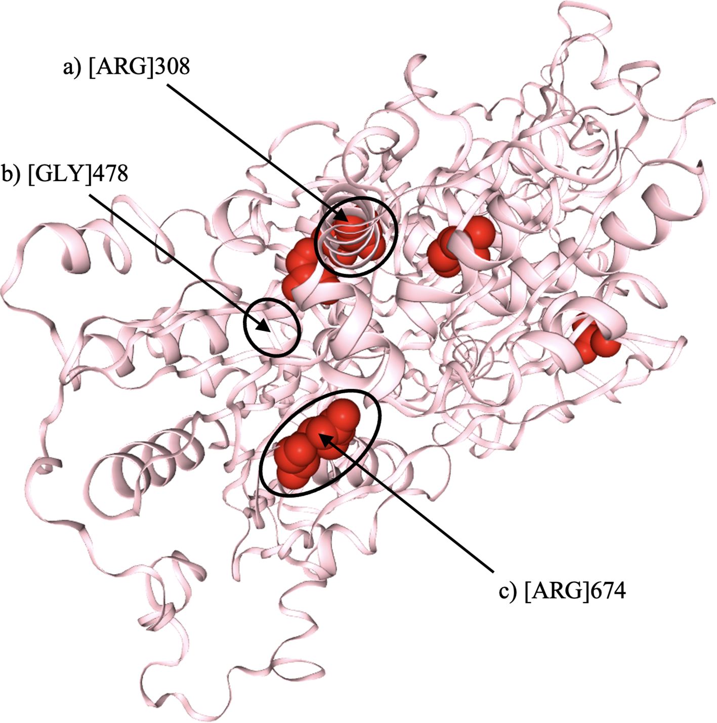 Three-dimensional structural model of the DHX37 protein, illustrating the locations of the three identifed variants: a) ARG308, b) GLY478, and c) ARG674. Each location is circled and labeled.