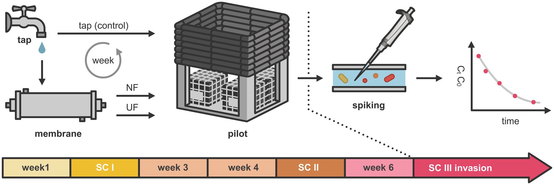 Diagram of a water filtration process showing tap water flowing through a membrane, labeled as NF and UF, into a pilot unit. The process includes weekly spiking of substances, depicted in a petri dish with colored markers. A graph illustrates a decline over time labeled Ct/Câ‚€. A timeline at the bottom indicates stages: week 2, week 5, SC II, week 7, and SC III invasion.