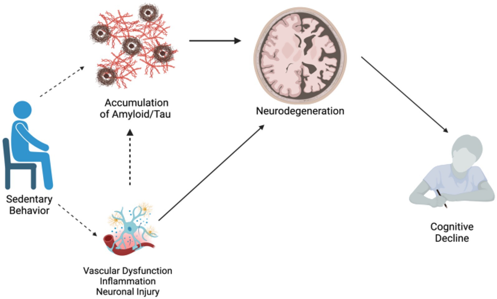 Diagram illustrating potential pathways through which sedentary behavior may be related to amyloid/tau accumulation, neurodegeneration, and cognitive decline. These potential pathways include vascular dysfunction, inflammation, and neuronal injury.