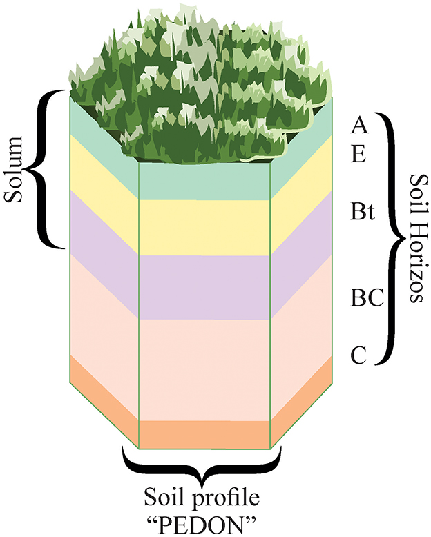 Cross-sectional illustration of a soil profile, labeled ”Pedon,“ showing layers A, E, Bt, BC, and C, with overlying grass. Brackets indicate ”Solum“ for the A and E layers and ”Soil Horizons” for all layers.