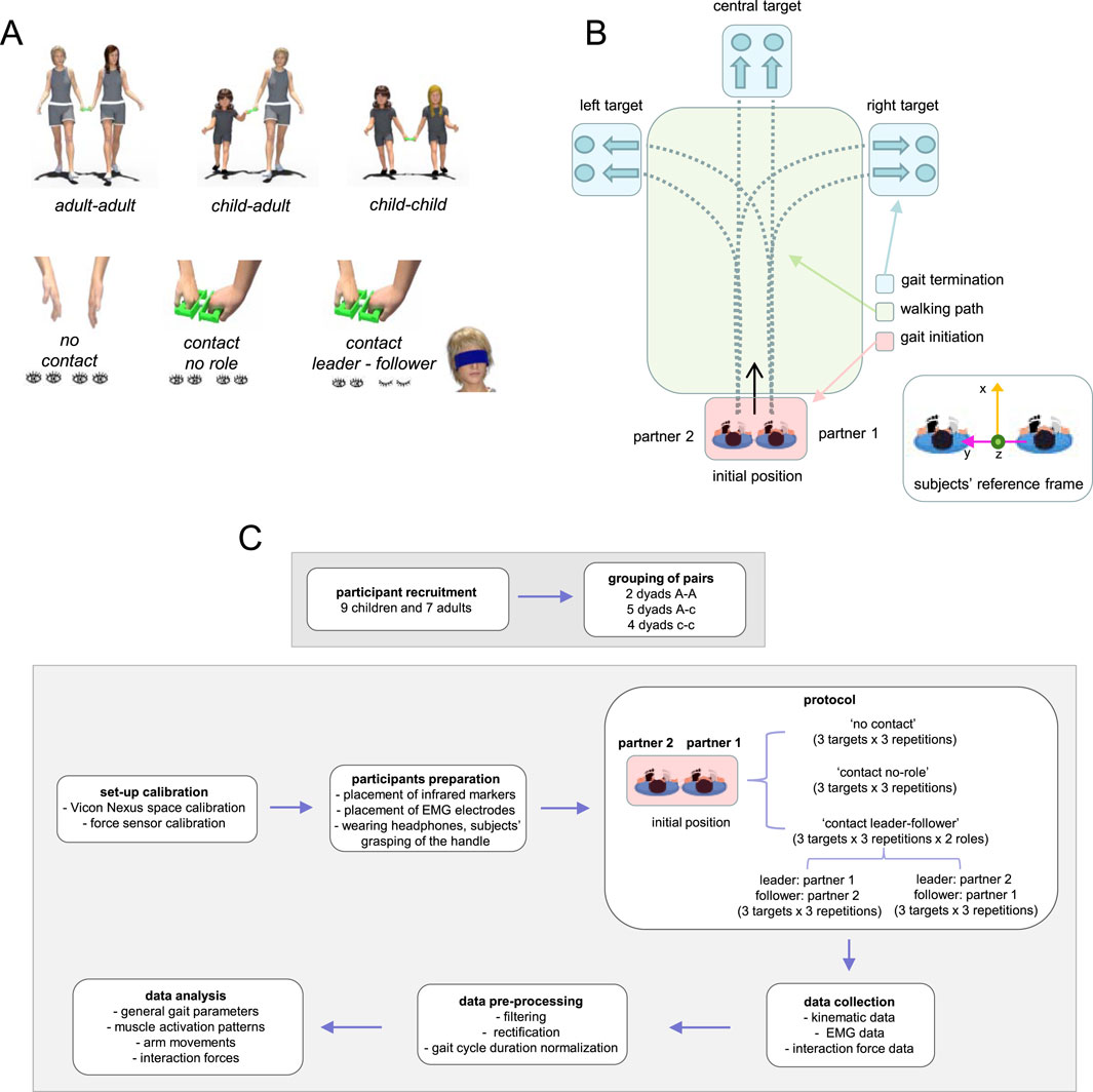 A diagram illustrating a research study on gait dynamics. Panel A shows three dyad types: adult-adult, child-adult, and child-child, with contact variations and roles. Panel B depicts the experimental setup with targets, walking paths, and initial positions for two partners. Panel C outlines the research protocol, including participant recruitment, calibration, data collection, and analysis processes. Participants are grouped into dyads, and the protocol involves different contact conditions and leader-follower roles. Arrows guide the flow of procedures, from setup calibration to data analysis.
