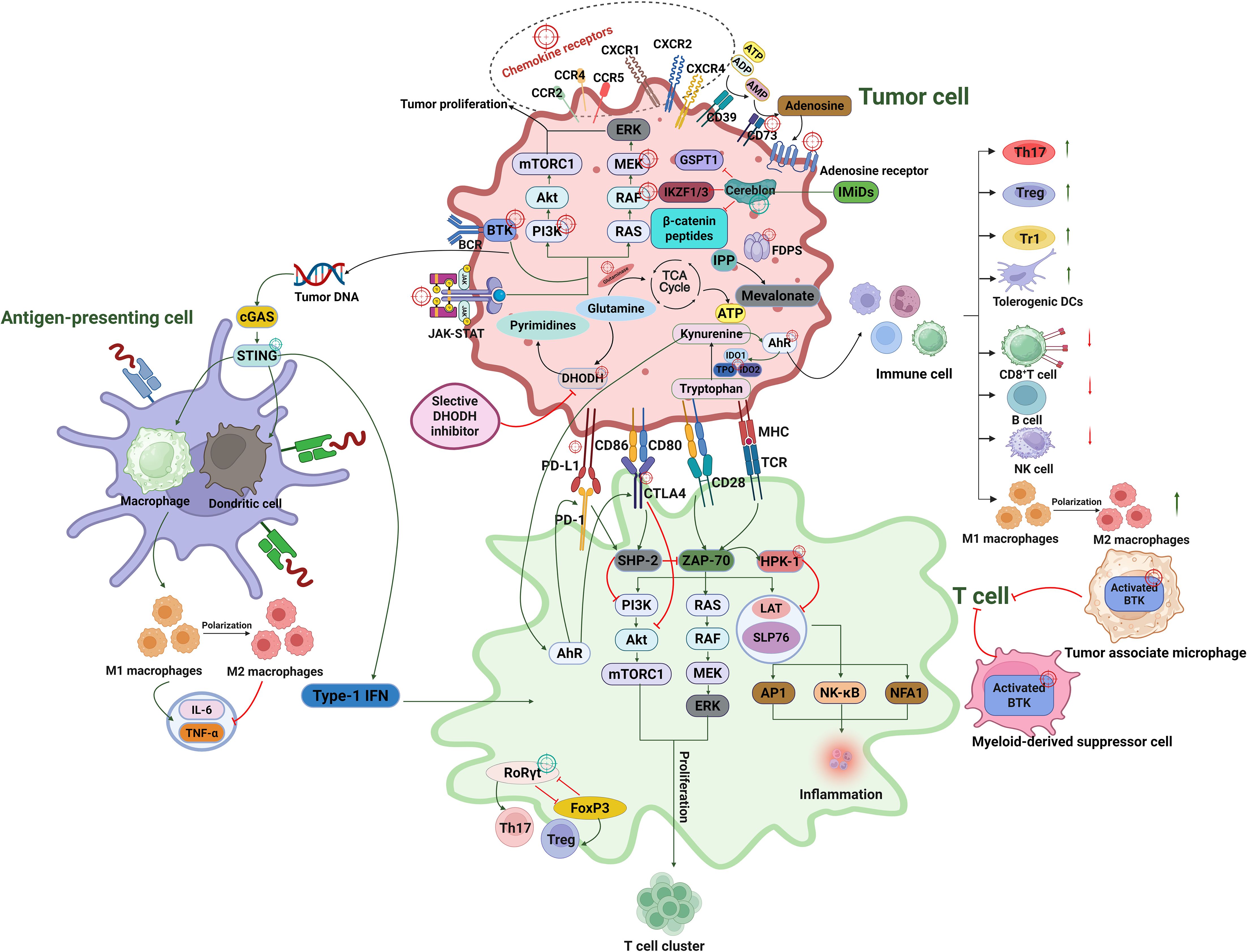 Diagram illustrating interactions between tumor cells, antigen-presenting cells, and T cells. It shows various signaling pathways, including mTORC1, PI3K, and JAK-STAT within the tumor cell. Antigen-presenting cells, such as macrophages and dendritic cells, display cGAS-STING signaling. T cell activity involves signaling proteins like SHP-2 and ZAP-70, affecting proliferation and inflammation. The diagram also references immune cells, macrophage polarization, and specific cell types like Th17 and regulatory T cells. It highlights the role of selective DHODH inhibitors and other molecules in immune responses and tumor progression.