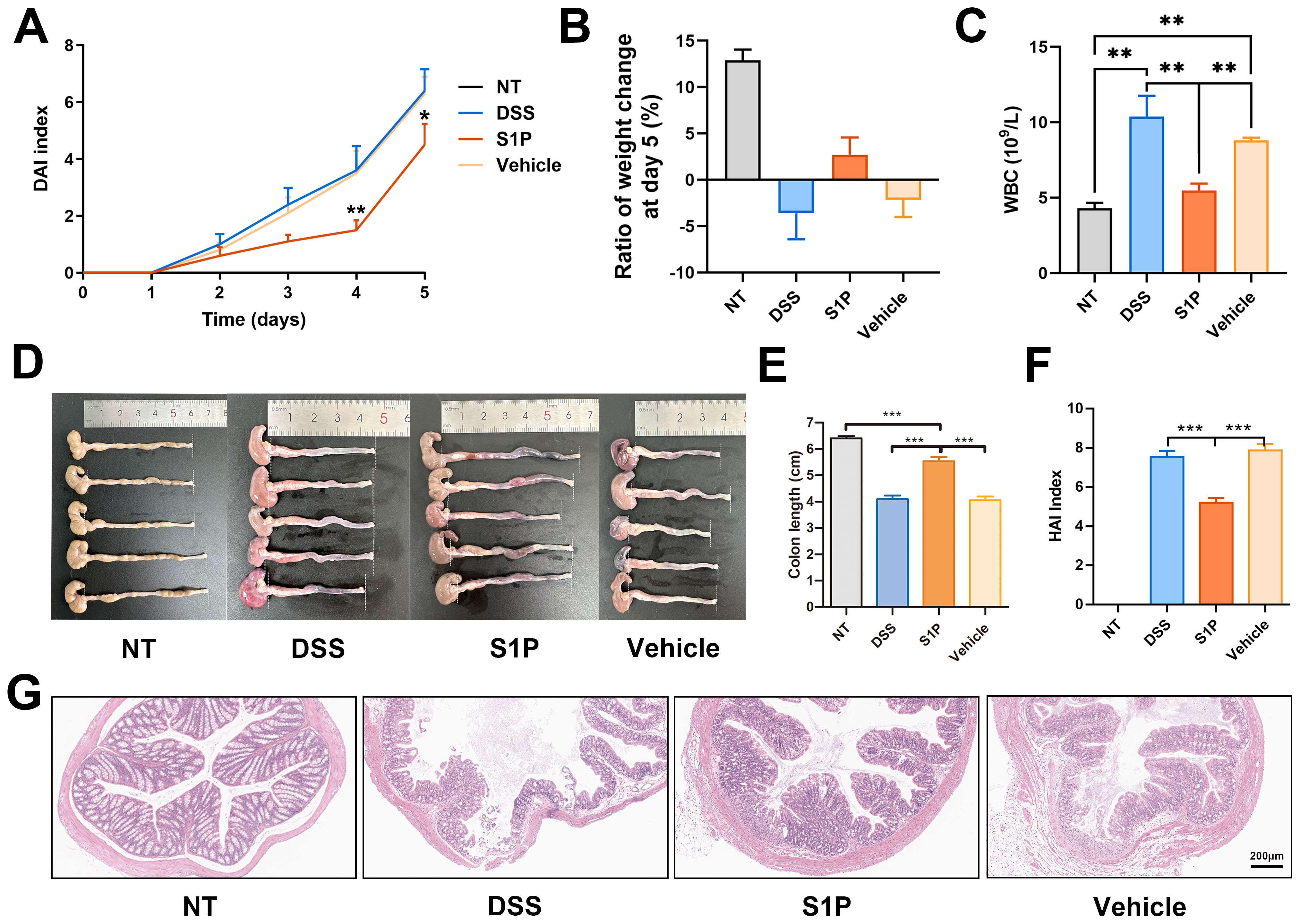 A composite image displays several data visualizations and images related to a scientific study. Panel A shows a line graph illustrating the DAI index over five days for NT, DSS, S1P, and Vehicle groups. Panel B presents a bar chart of weight change ratios at day five. Panel C features a bar chart of white blood cell counts. Panel D shows photographs of colons from the four groups with a ruler for scale. Panel E is a bar chart comparing colon lengths. Panel F depicts a bar chart of the HAI index. Panel G consists of histological images of colon sections from each group.