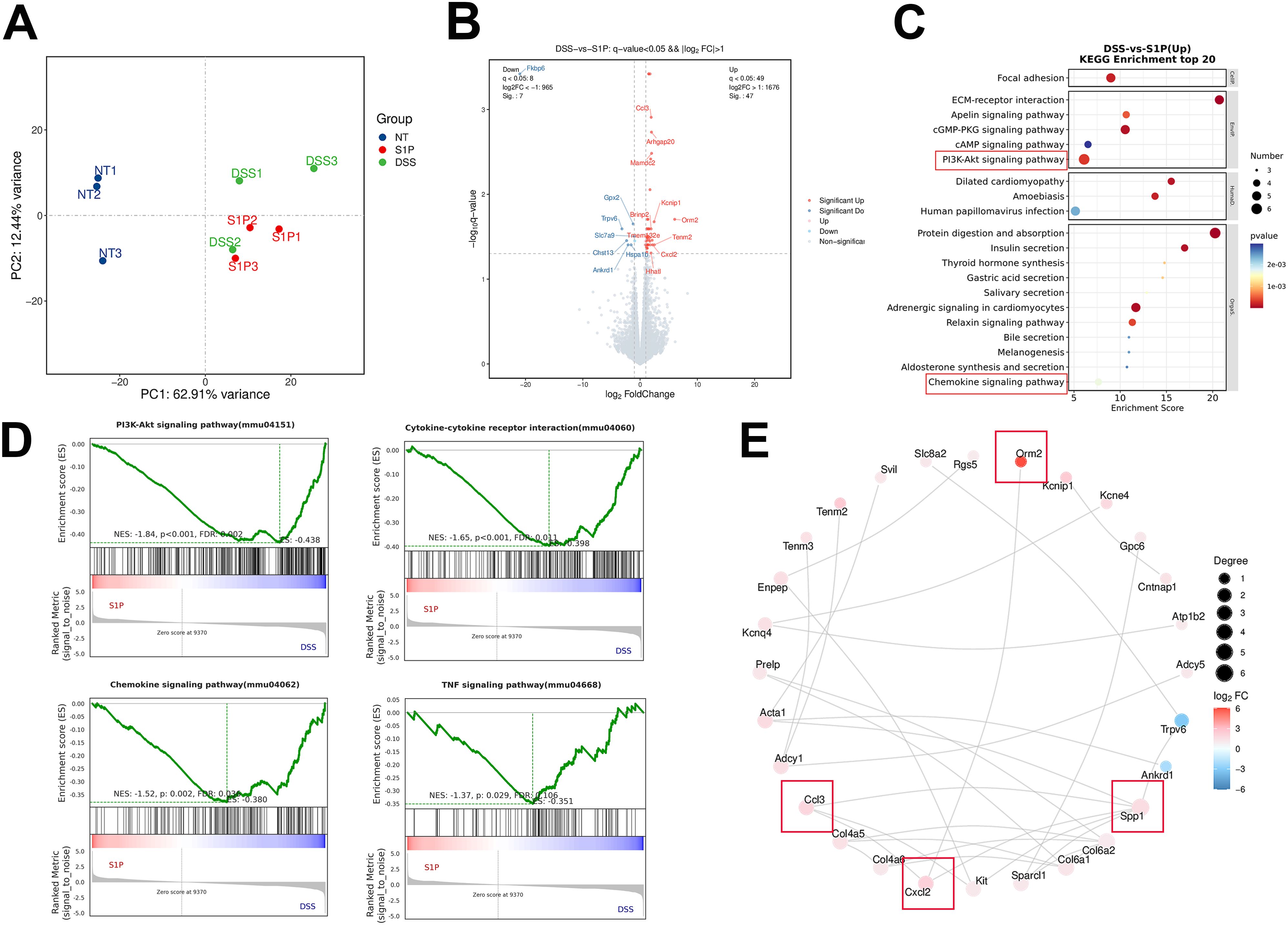 Data visualization showcasing biological analysis results. Panel A: PCA plot demonstrates group variance. Panel B: Volcano plot illustrates differential gene expression. Panel C: KEGG enrichment analysis displays significant pathways. Panel D: Four GSEA plots indicate enrichment scores for various signaling pathways. Panel E: Network diagram depicts gene interactions, highlighting key genes in red.