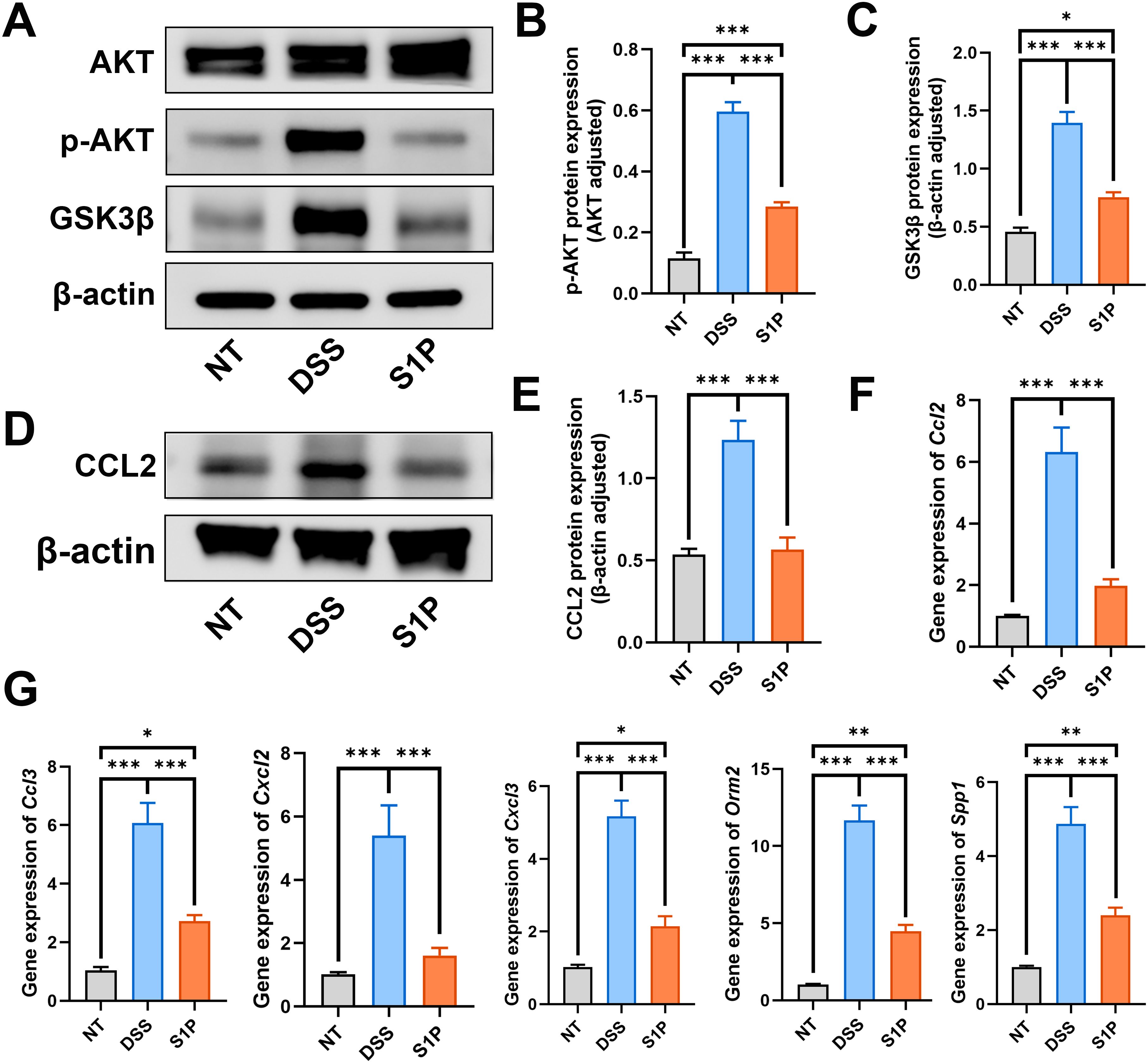 Western blot and bar graph images analyze protein and gene expression across various conditions: NT (untreated), DSS, and S1P. Panels A and D display protein bands for AKT, p-AKT, GSK3β, CCL2, and β-actin. Panels B, C, and E present bar graphs for p-AKT, GSK3β, and CCL2 expression, showing higher levels in DSS compared to NT and S1P. Panels F and G show gene expression data for Ccl2, Ccl3, Cxc12, Cxc13, Orm2, and Spp1, with significant changes in DSS treatment, indicated by statistical markers.