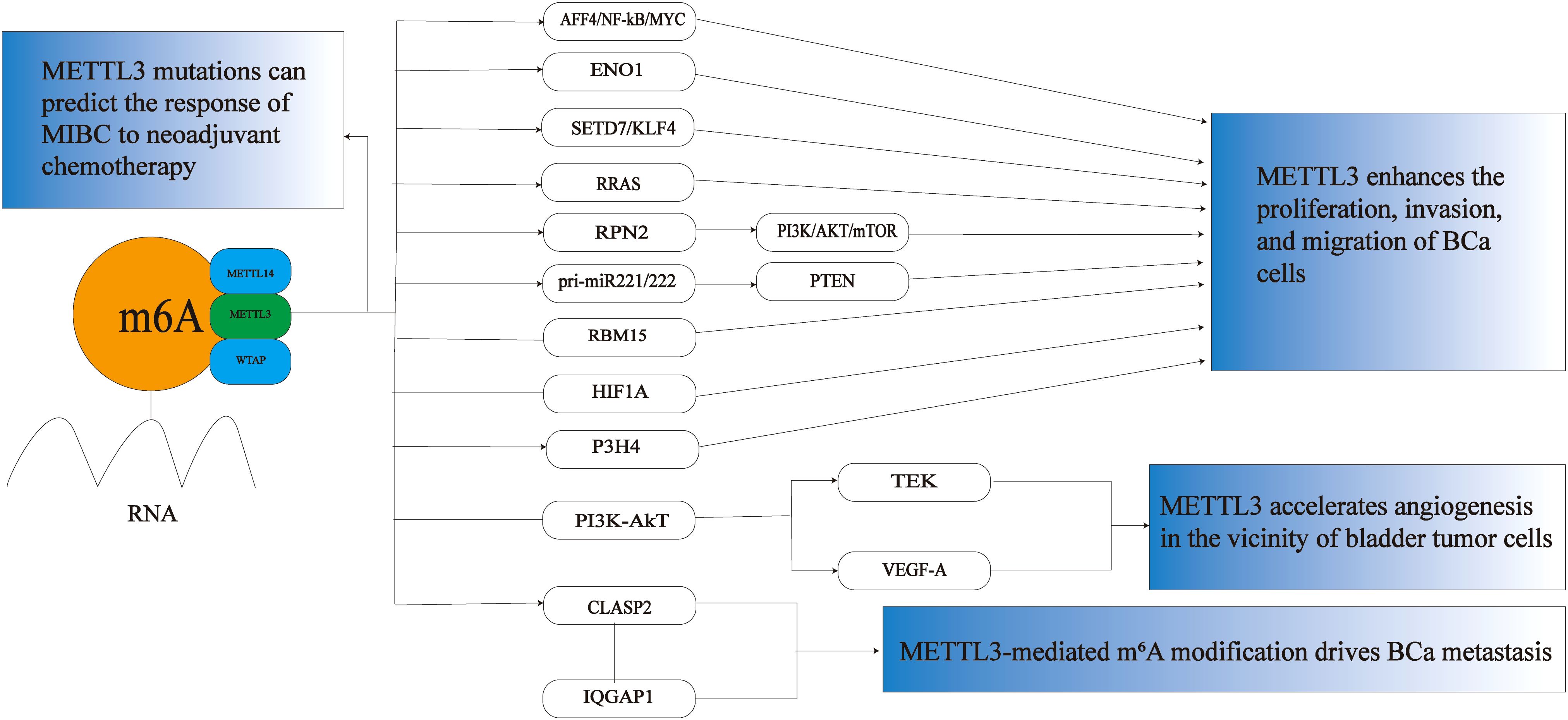 Flowchart illustrating the role of METTL3 in cancer. It shows METTL3's interaction with RNA, relating to m6A modification. Arrows connect METTL3 to multiple genes and pathways, indicating effects on proliferation, invasion, migration, and angiogenesis of bladder cancer cells, and overall BCa metastasis. Key genes include AFF4/NF-kB/MYC, PI3K/AKT/mTOR, amongst others. The chart highlights predictions for MIBC response to chemotherapy.