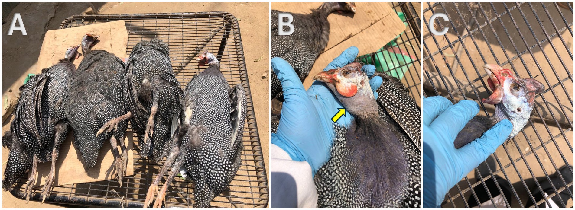 Panel A shows several guinea fowl with black and white speckled feathers lying side by side on a wire rack. Panel B features a close-up of a guinea fowl's head being held by a gloved hand, highlighting its red wattles. Panel C provides a side view of the bird's head with its beak open and wattles visible.