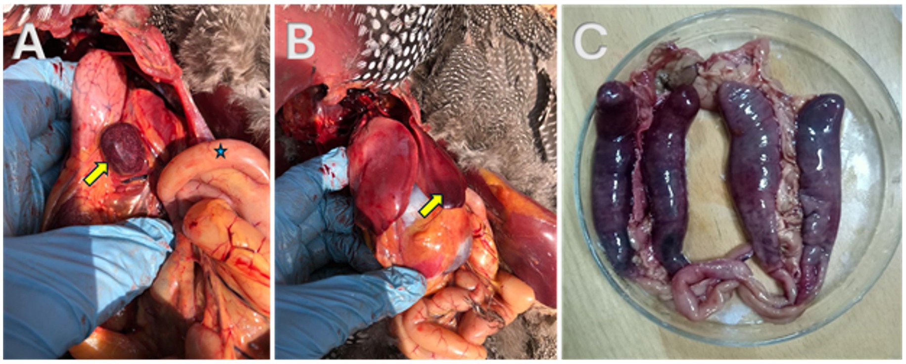 Close-up images of a dissected animal. Panel A shows an organ with a yellow arrow pointing to a dark circular area. Panel B exhibits another organ with a yellow arrow indicating a reddish structure. Panel C displays three elongated, purple organs placed on a clear dish.