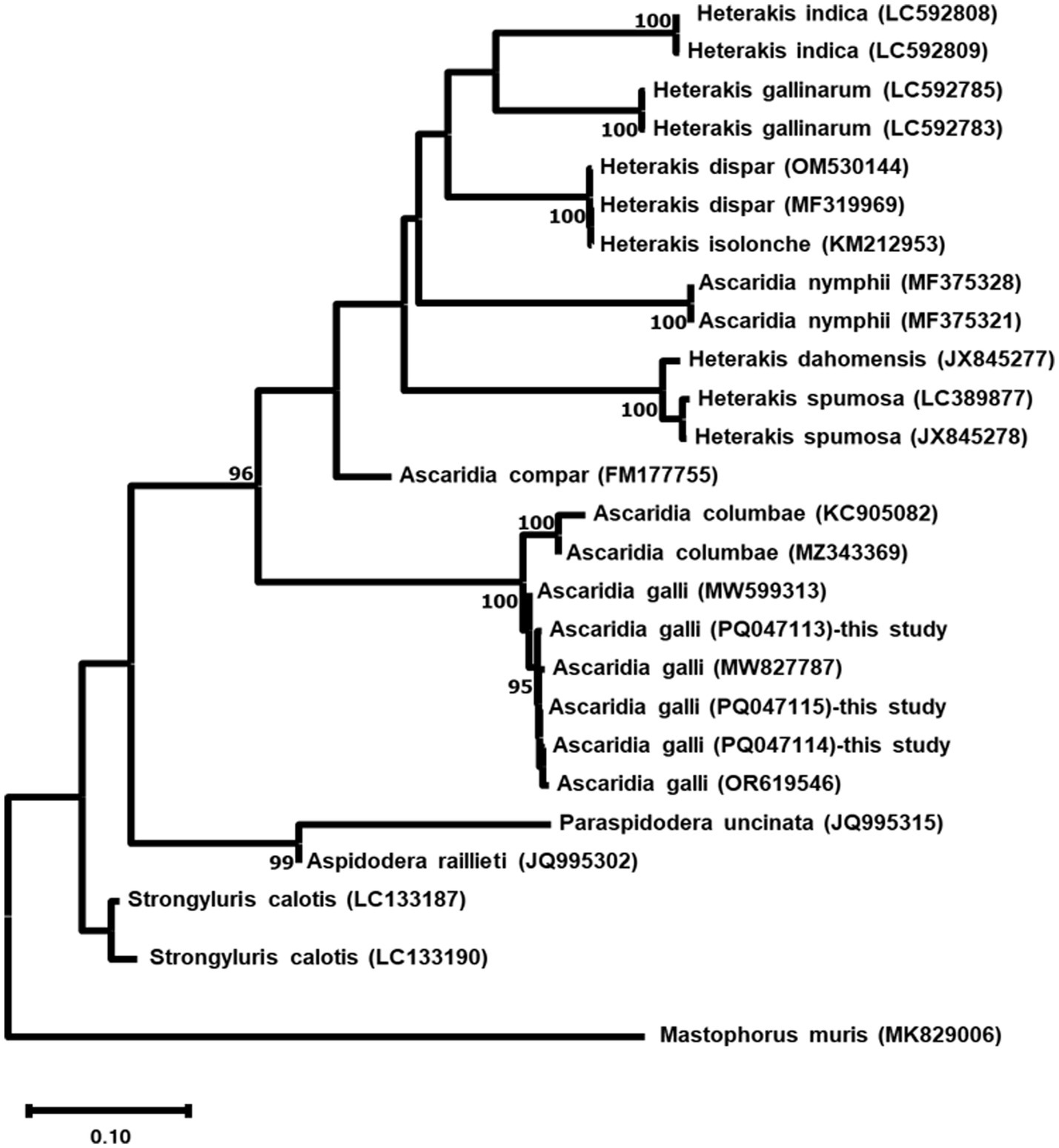 Phylogenetic tree illustrating relationships among various nematode species, including Heterakis, Ascaridia, and others. Branch lengths and bootstrap values are shown, indicating evolutionary distances and support levels. Scale bar represents 0.10 substitutions per site.