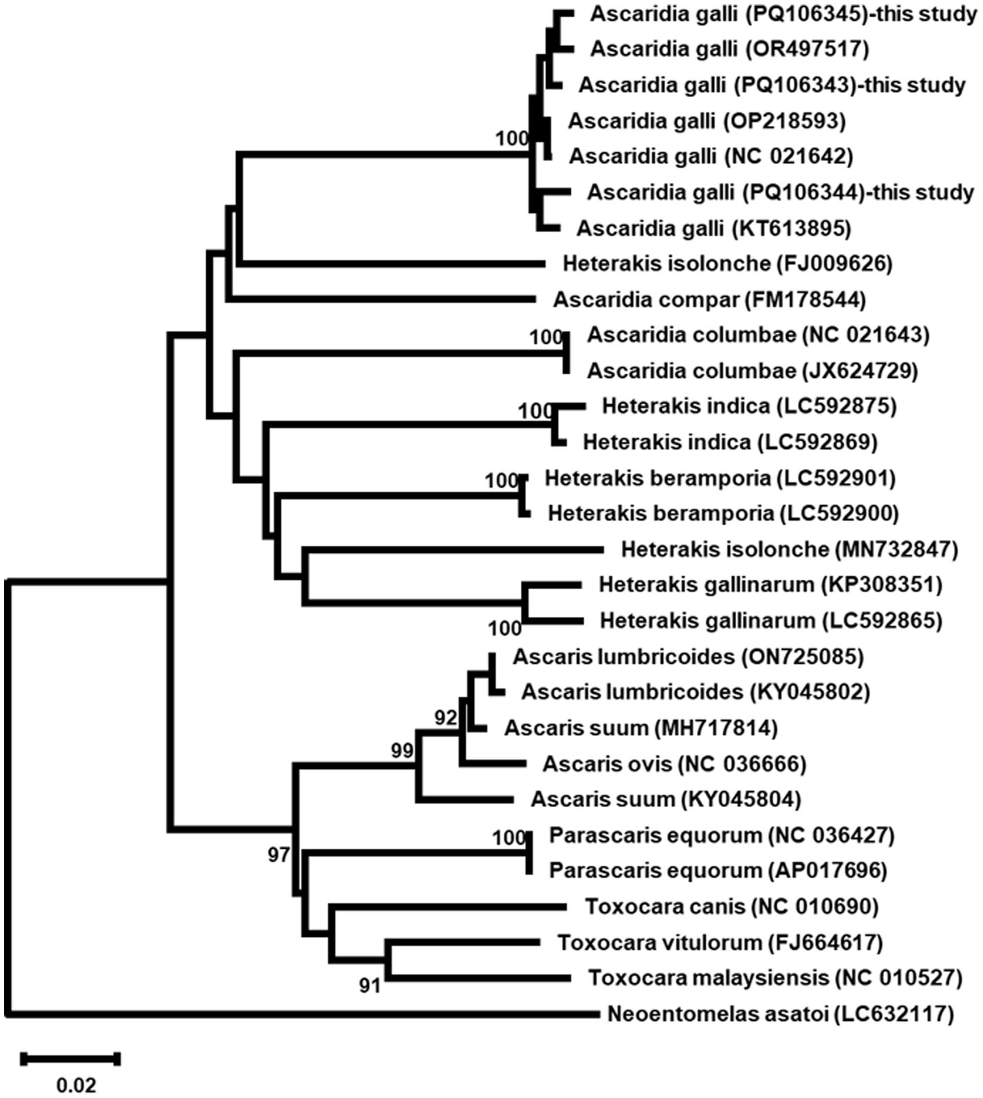 Phylogenetic tree diagram showing genetic relationships among various Ascaridia and related species. Branches indicate evolutionary distance, with percentage values representing bootstrap support. Notable species include Ascaridia galli and Heterakis gallinarum. The scale bar represents a genetic distance of 0.02.