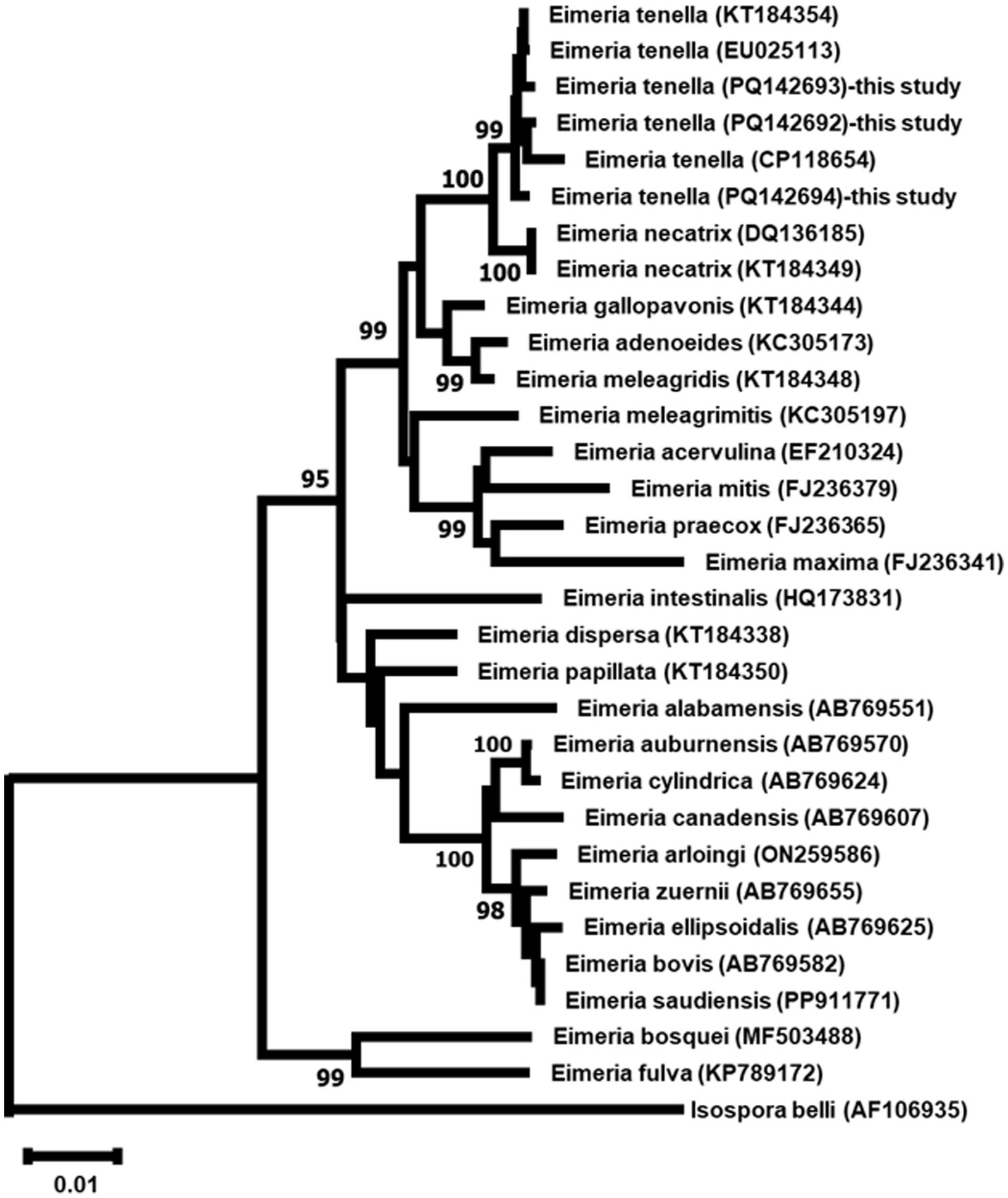 Phylogenetic tree depicting the relationships among various Eimeria species based on genetic analysis. Branch lengths represent genetic distance, and bootstrap values indicate the reliability of each branch, with values ranging from 95 to 100. Isospora belli serves as an outgroup.
