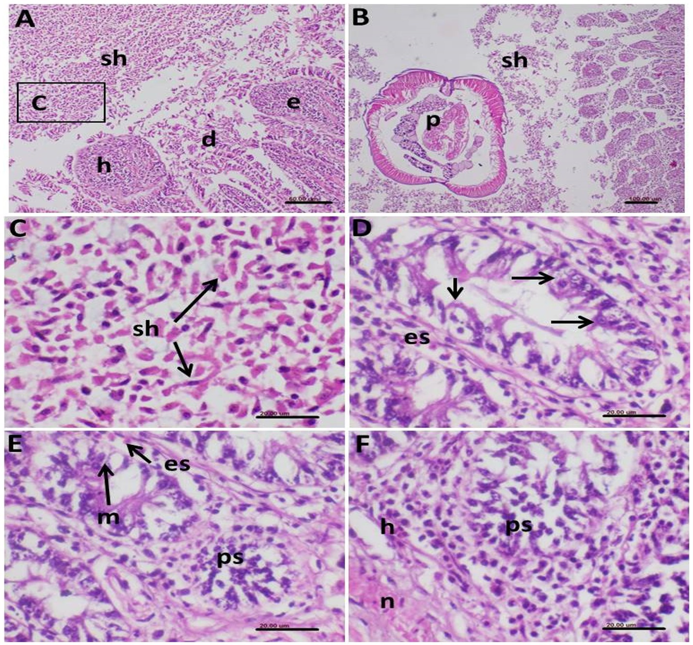 Microscopic slides showing various tissue sections labeled A to F. A: Displays histological structures such as sh, h, d, and e. C is highlighted for closer examination. B: Features labeled structures including sh and p within the tissue. C: Focused view showing detailed cellular components marked as sh. D: Presents detailed structures labeled es with arrows indicating specific points. E: Shows structures labeled m and es, with ps highlighted. F: Displays tissue with elements marked h, n, and ps, revealing intricate cellular details. Each slide has a scale bar indicating magnification.