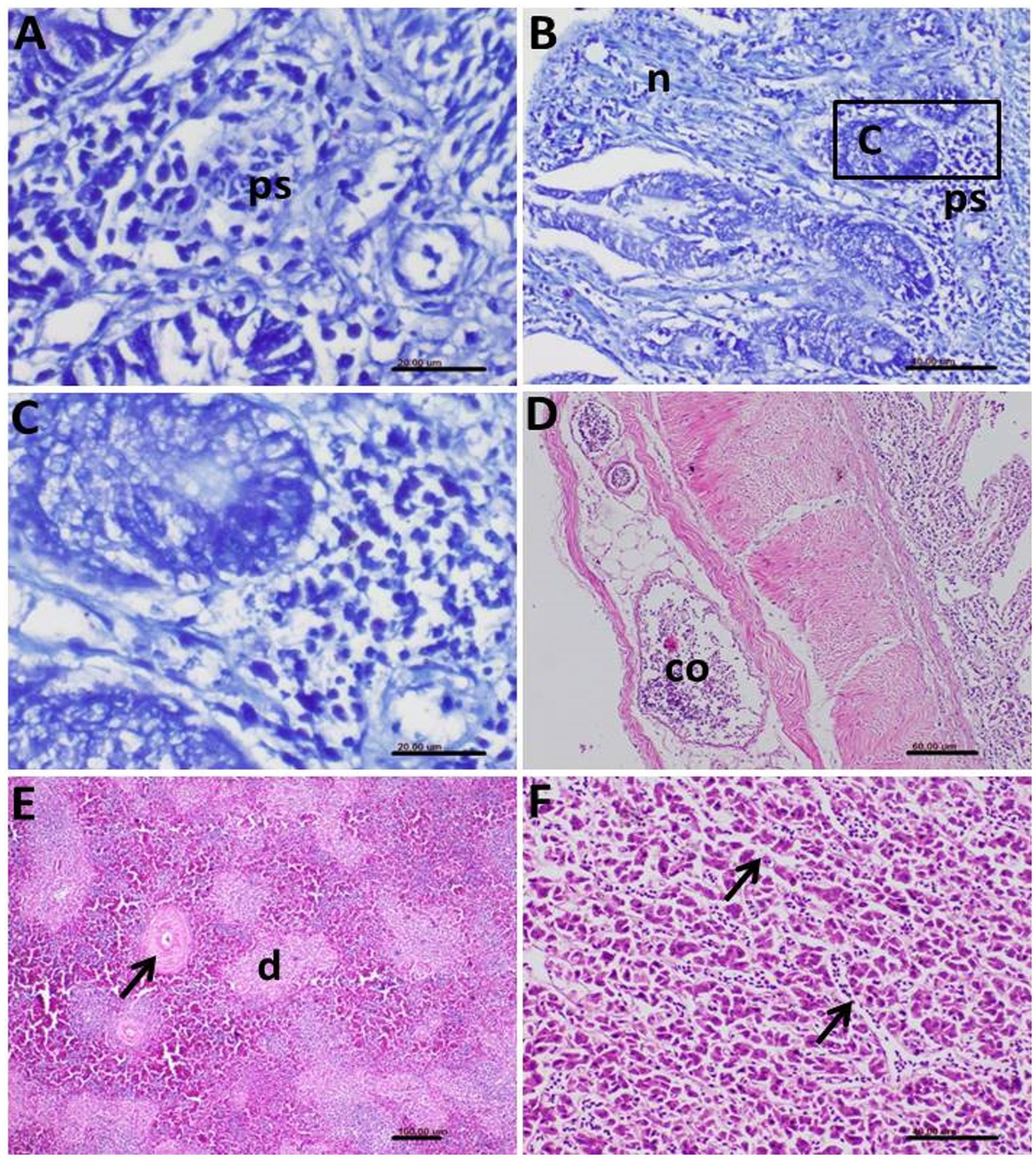 Microscopic images displaying tissue samples. (A) Close-up of blue-stained structures with label