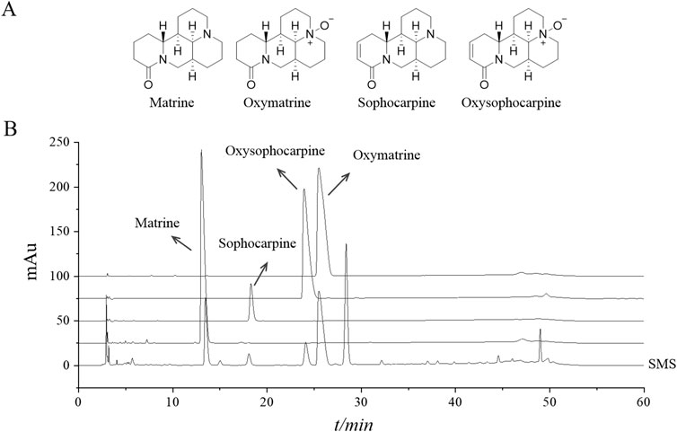 Chemical structures of Matrine, Oxymatrine, Sophocarpine, and Oxysophocarpine are shown above a chromatogram. The chromatogram displays peaks for these compounds at different retention times. Peaks are labeled: Matrine, Sophocarpine, Oxysophocarpine, and Oxymatrine. The vertical axis represents absorption in milli-Absorbance units (mAu), and the horizontal axis represents time in minutes. SMS is indicated for a baseline measurement.